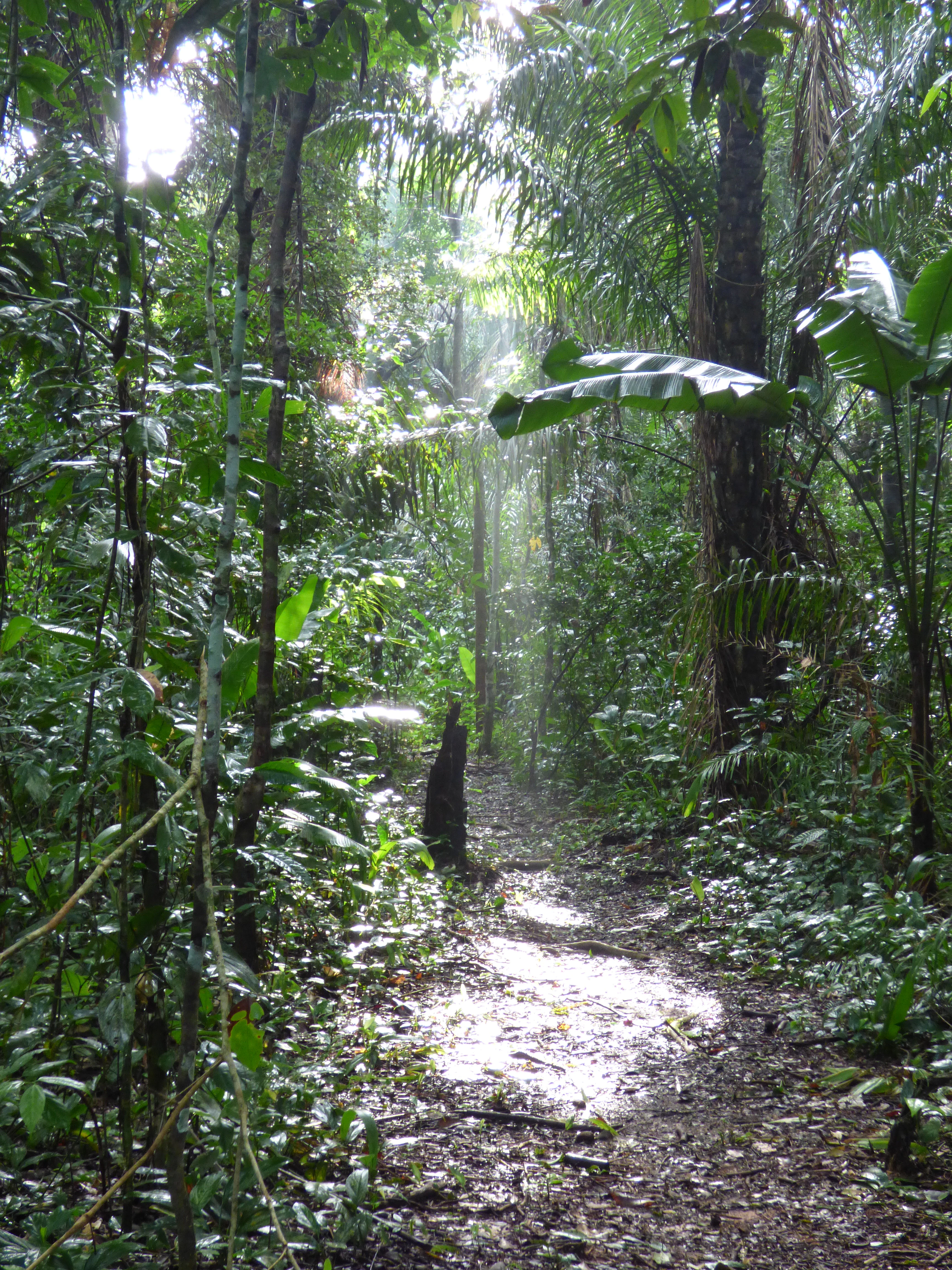 A narrow dirt hiking path leading into a dense, green tropical rainforest, with shafts of sunlight filtering through the canopy onto the forest floor.
