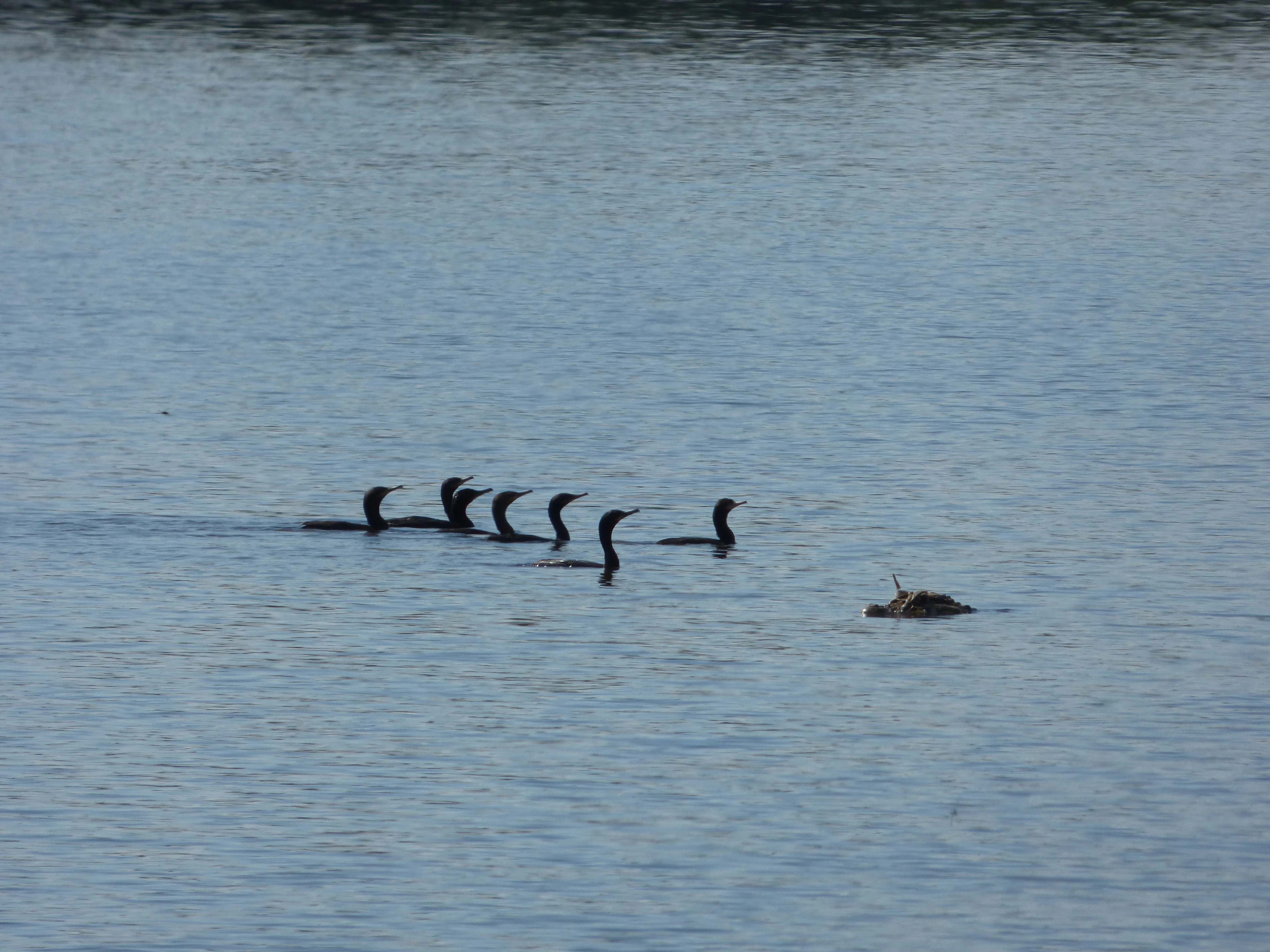 A group of six dark-colored cormorants swimming in a single file line across the calm, rippled surface of a lake.