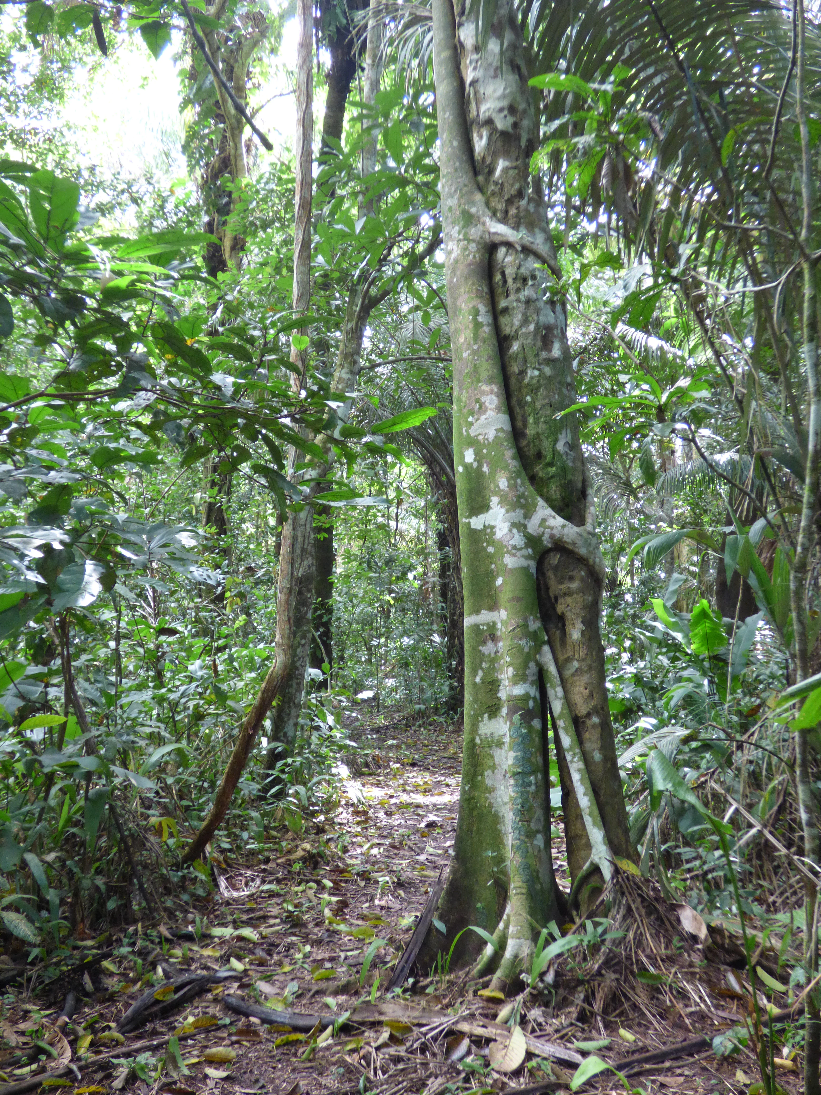 A strangler fig tree in a lush forest with roots wrapping around a host tree trunk.