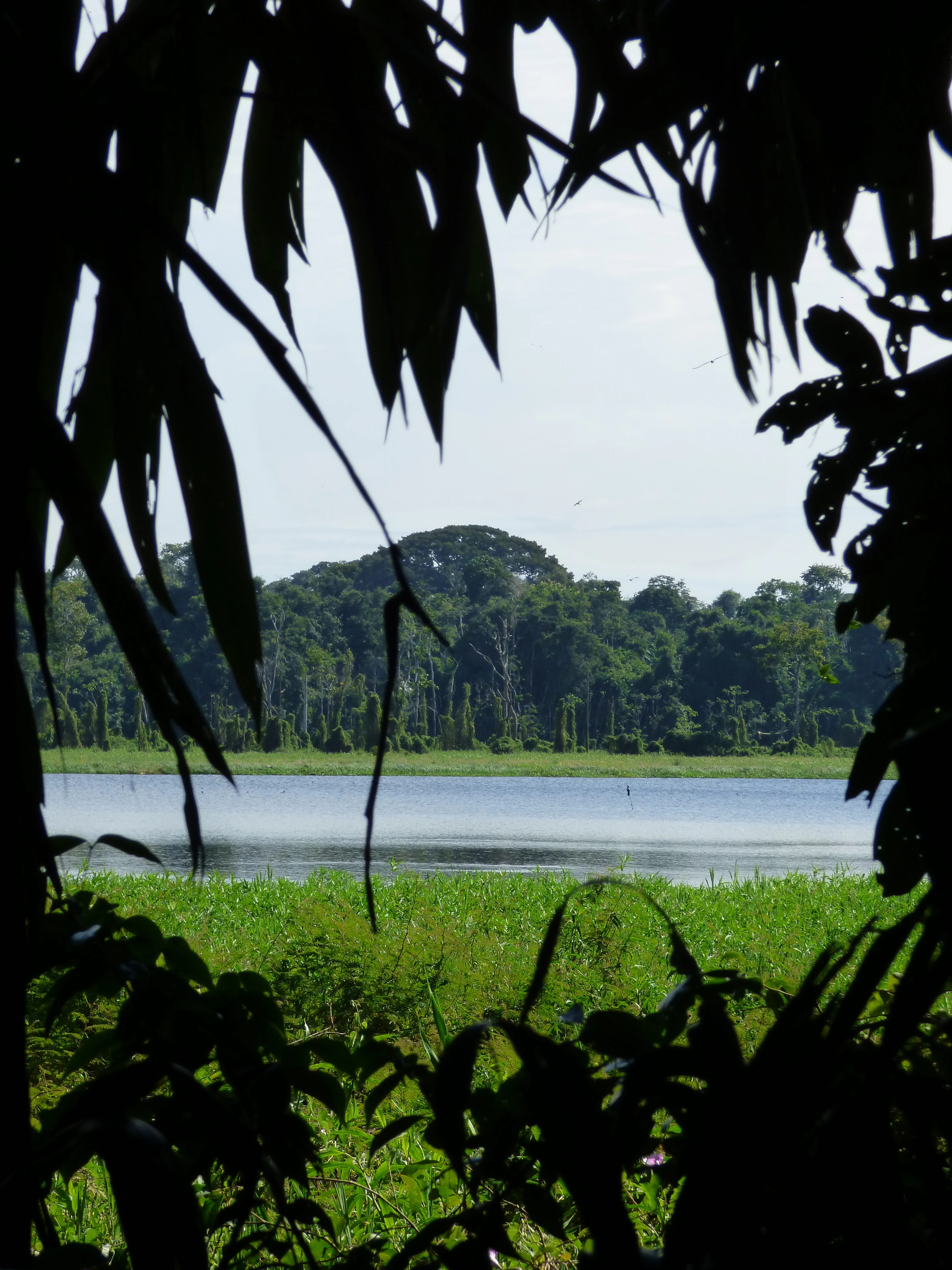 A tranquil lake framed by the dark, silhouetted leaves and branches of jungle trees in the foreground, with a lush green shoreline and dense forest in the background.