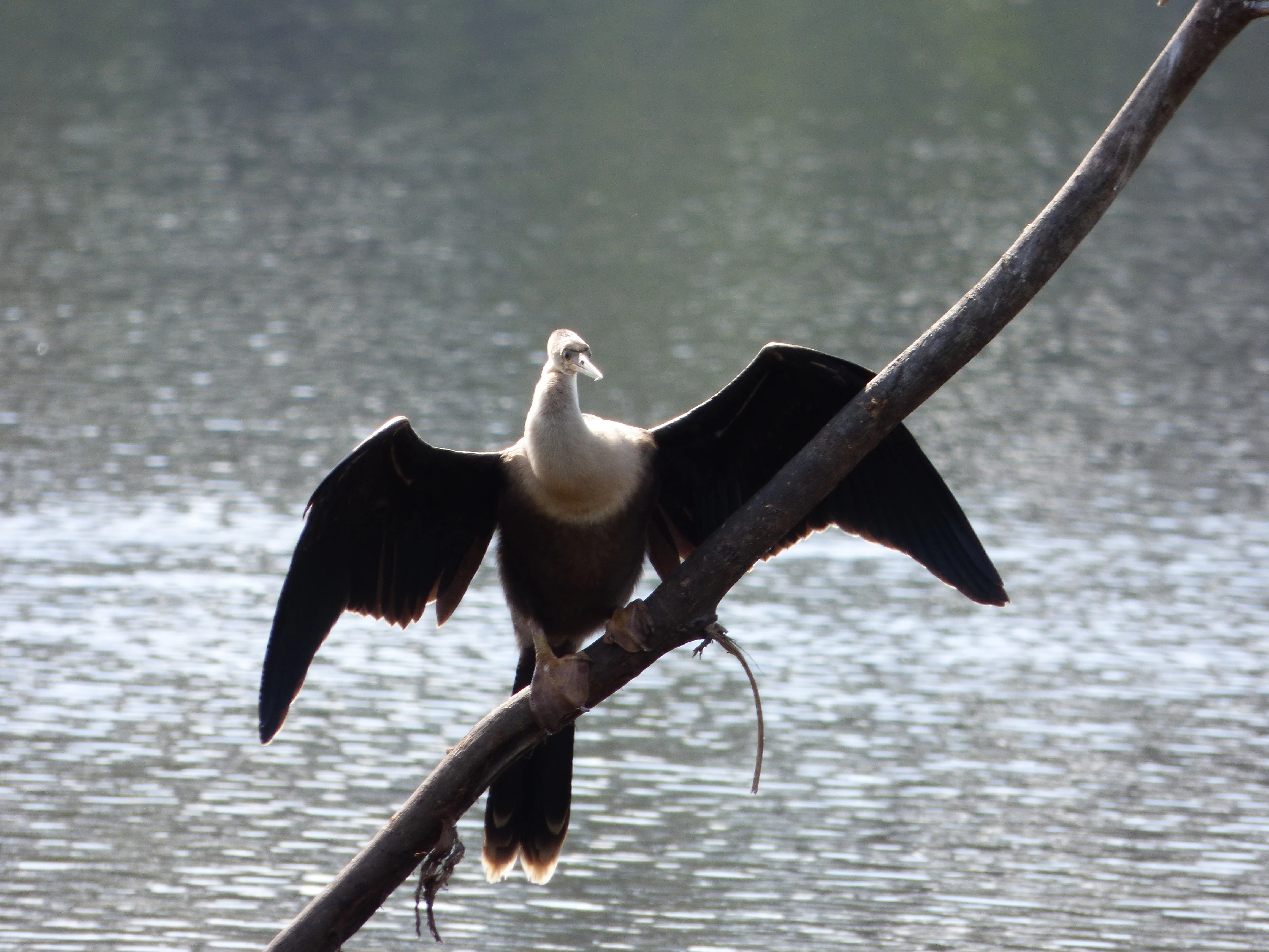A bird with dark, outspread wings and a light-colored neck and head perches on a diagonal branch over shimmering water.