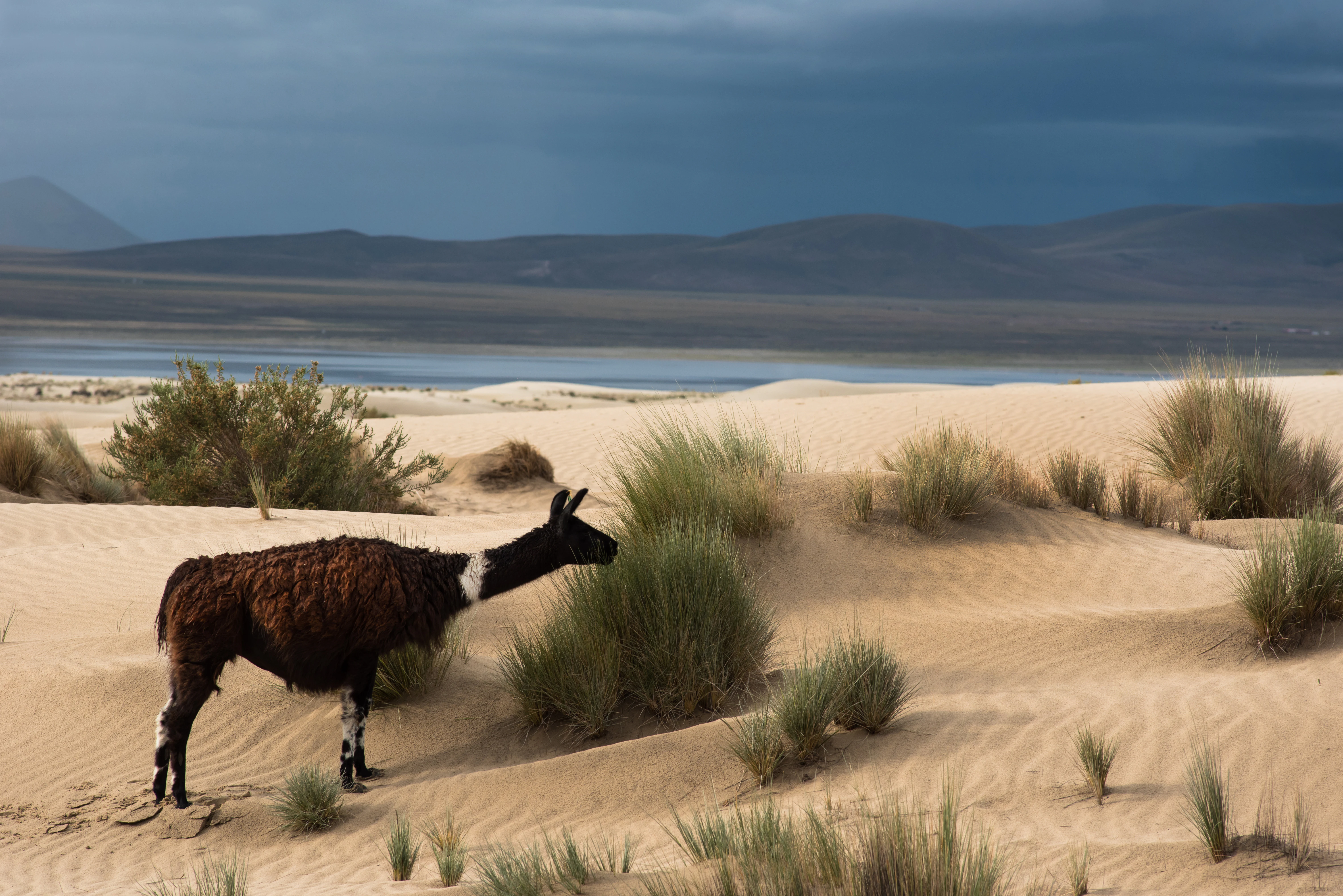 Una llama de color marrón oscuro y blanco de pie sobre dunas de arena con escasa hierba verde, con un cuerpo de agua y montañas visibles a lo lejos bajo un cielo nublado y oscuro.