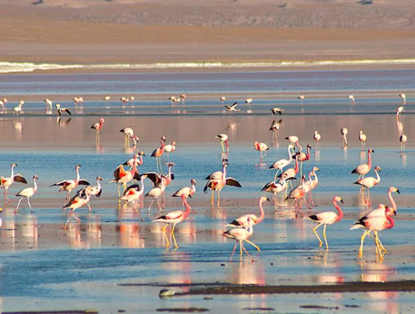 Una gran bandada de flamencos rosas y blancos caminando por aguas azules poco profundas con reflejos, con una orilla arenosa visible al fondo.