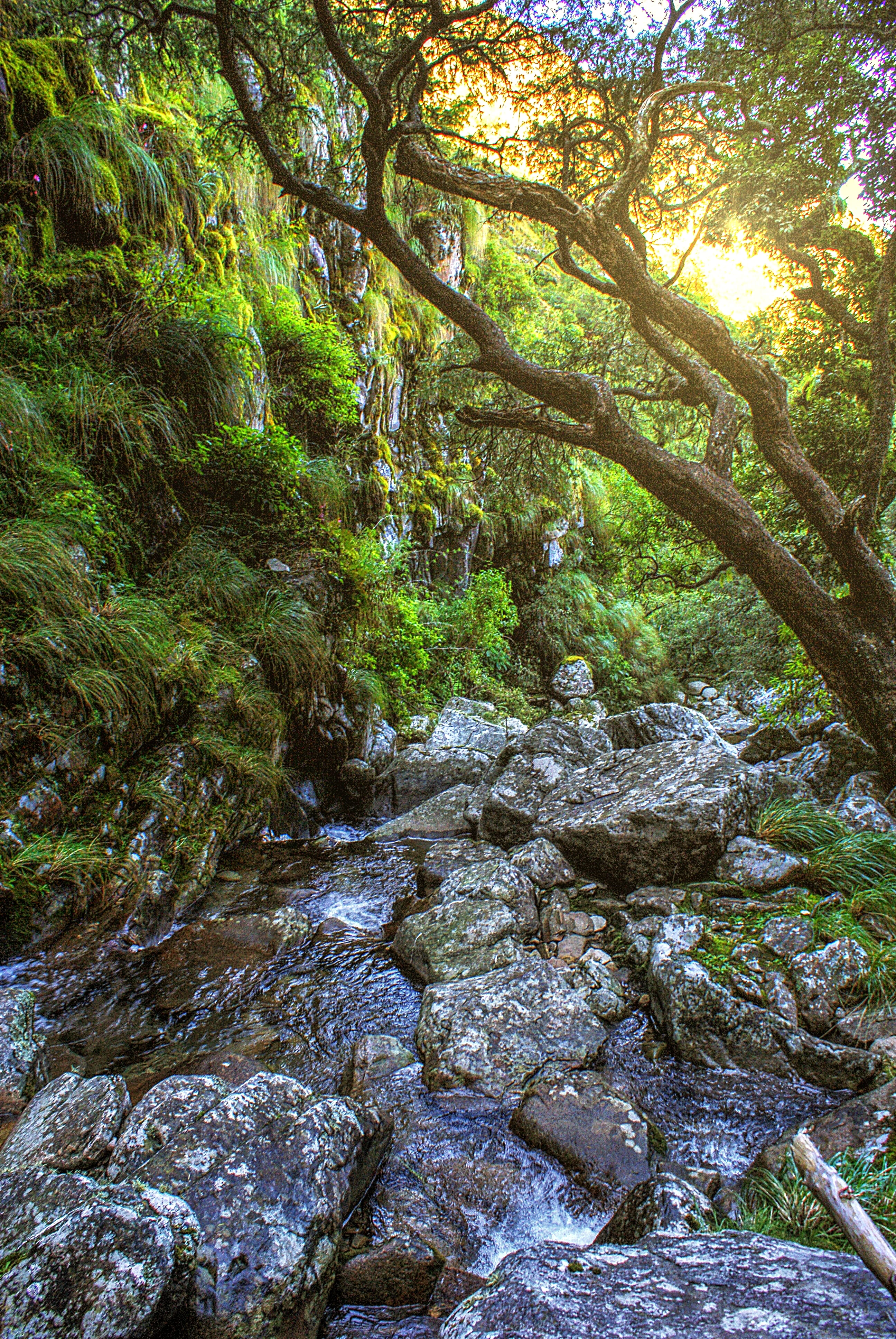 Un arroyo rocoso con agua que fluye sobre grandes piedras en un bosque verde y frondoso, con la luz del sol filtrándose entre las ramas de los árboles y un acantilado cubierto de musgo al fondo