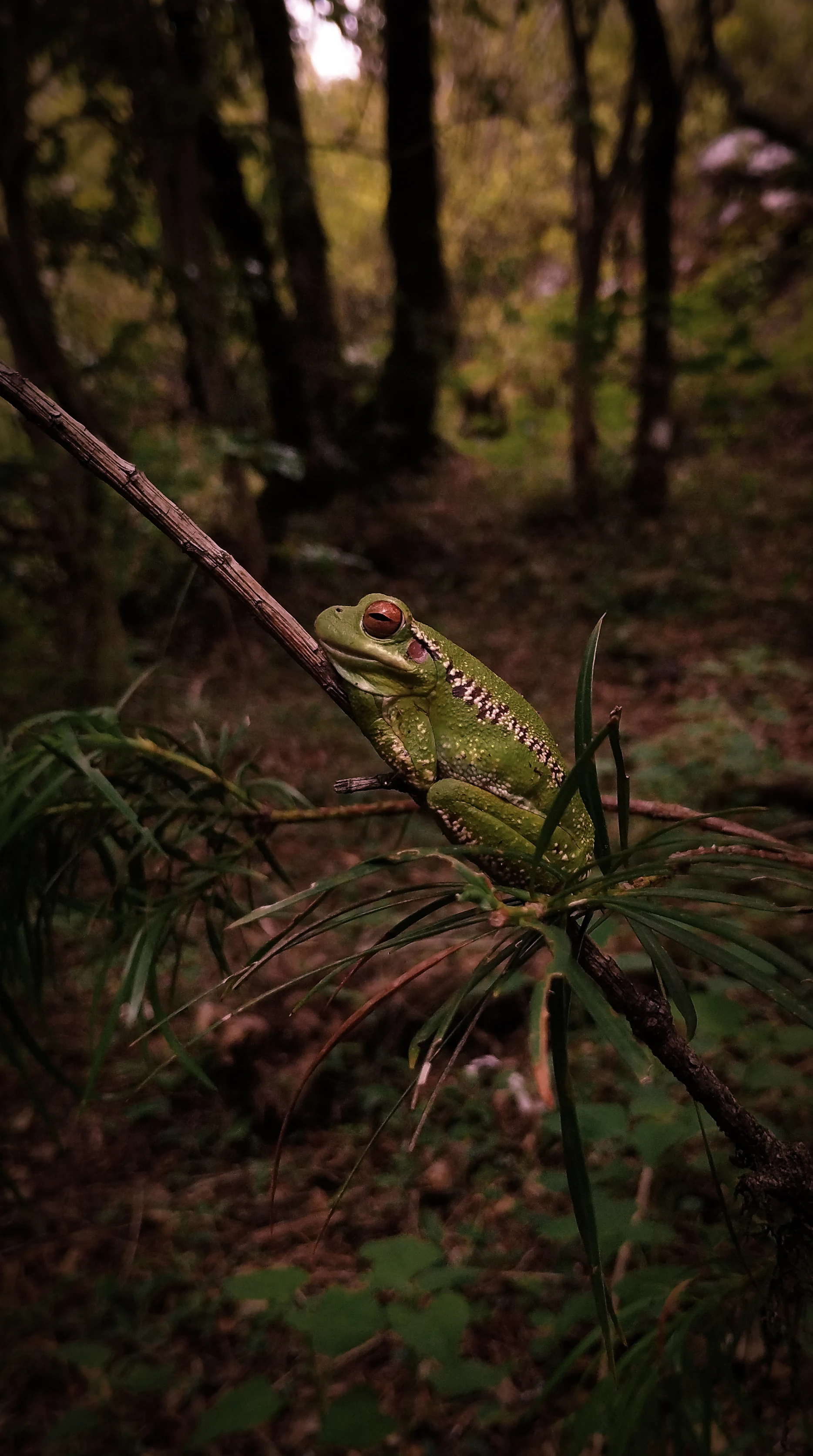 Un retrato en primer plano de una rana de color verde brillante con ojos rojos que descansa sobre una rama delgada en medio de la vegetación forestal.
