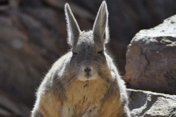 Retrato en primer plano de una viscacha andina, con orejas largas y pelaje grisáceo parduzco, sentada sobre terreno rocoso.