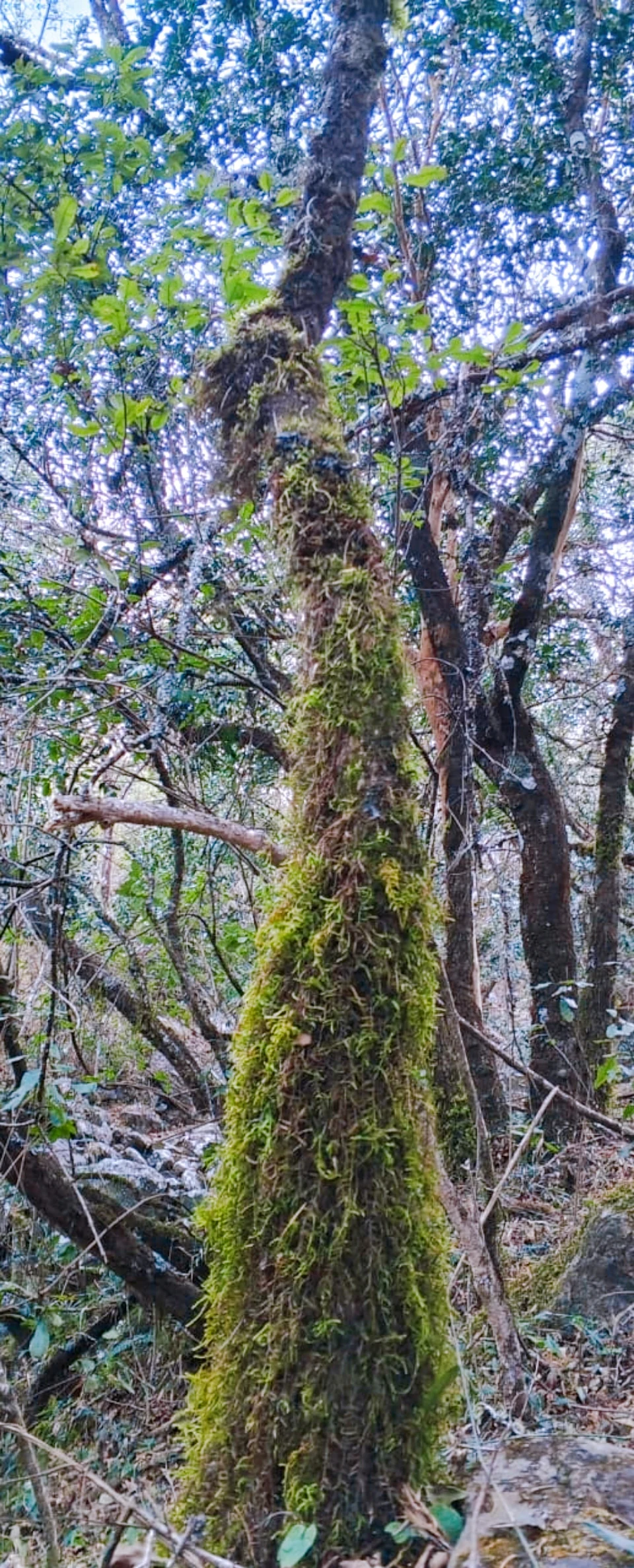 Una fotografía vertical que muestra el tronco de un árbol alto densamente cubierto de musgo verde, rodeado de otros árboles y ramas en un entorno forestal.