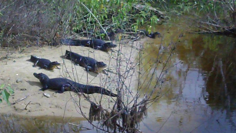 Four dark-colored black caimans resting on a small sandy beach at the edge of a murky brown river with surrounding green vegetation.