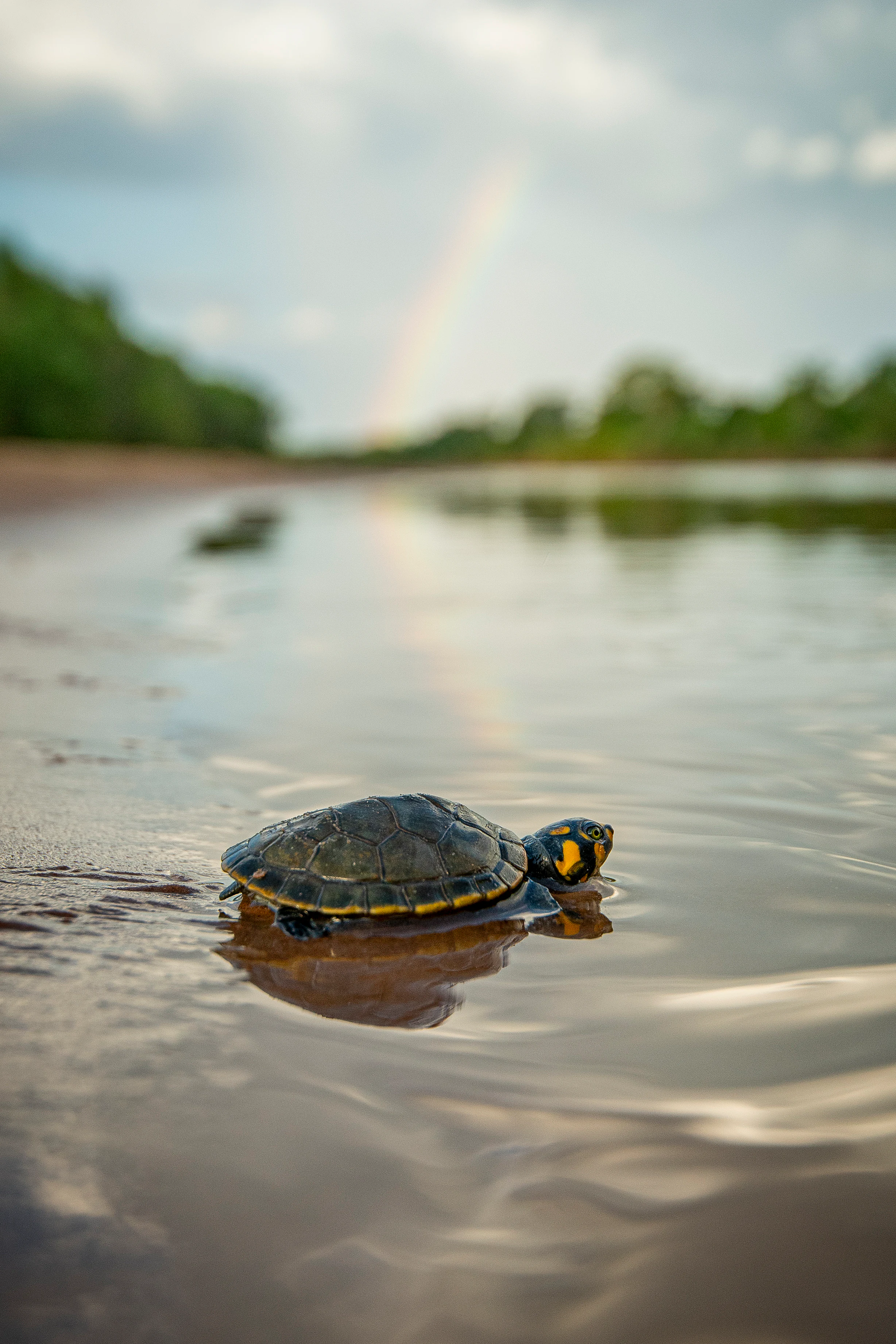 Una pequeña tortuga oscura con marcas amarillas en la cabeza se arrastra por el borde poco profundo de una ribera, con un arcoíris borroso visible en el cielo sobre el agua.
