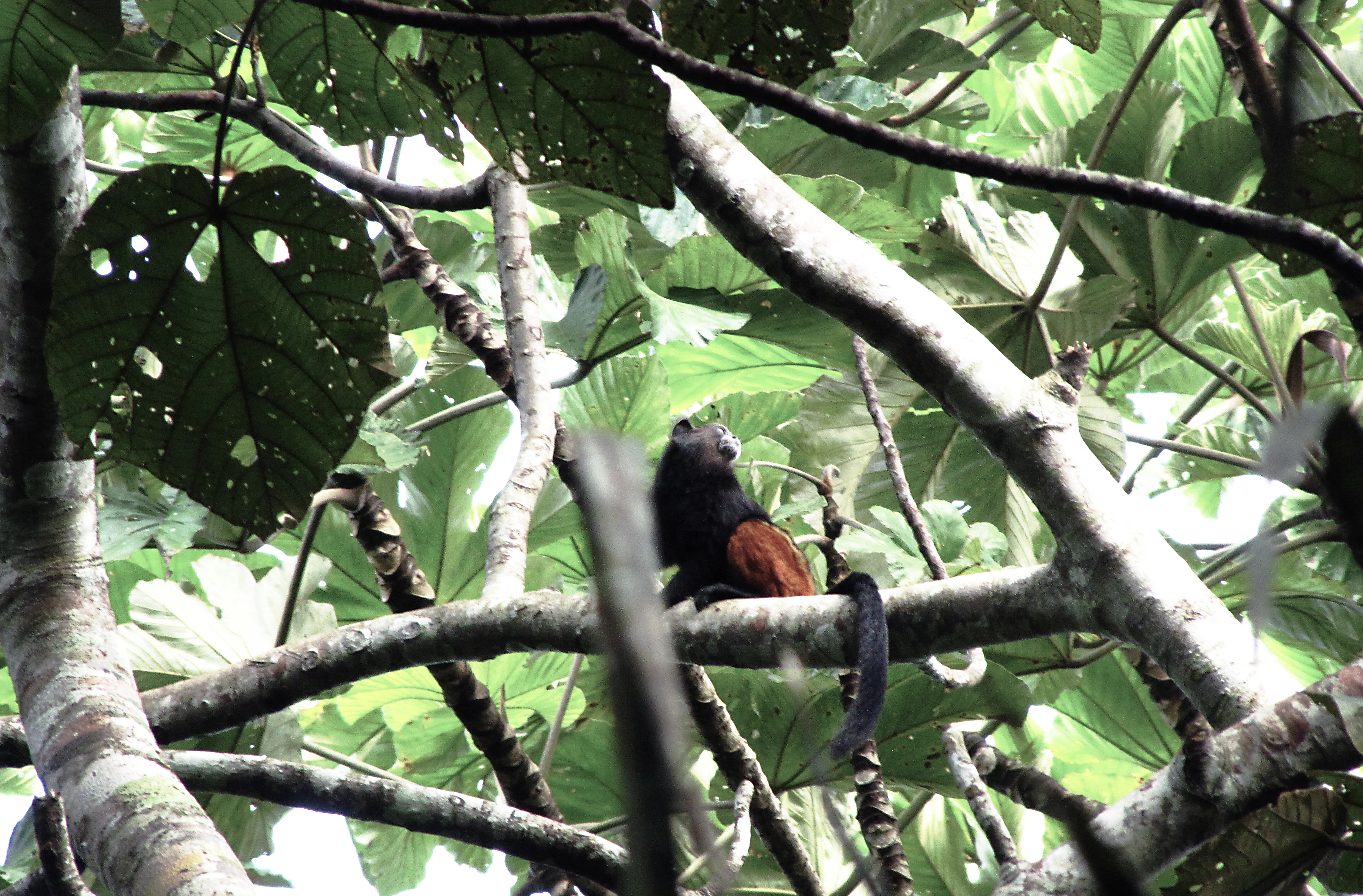 Un mono aullador rojo está sentado en la rama de un árbol, rodeado de grandes hojas verdes en el denso dosel del bosque.