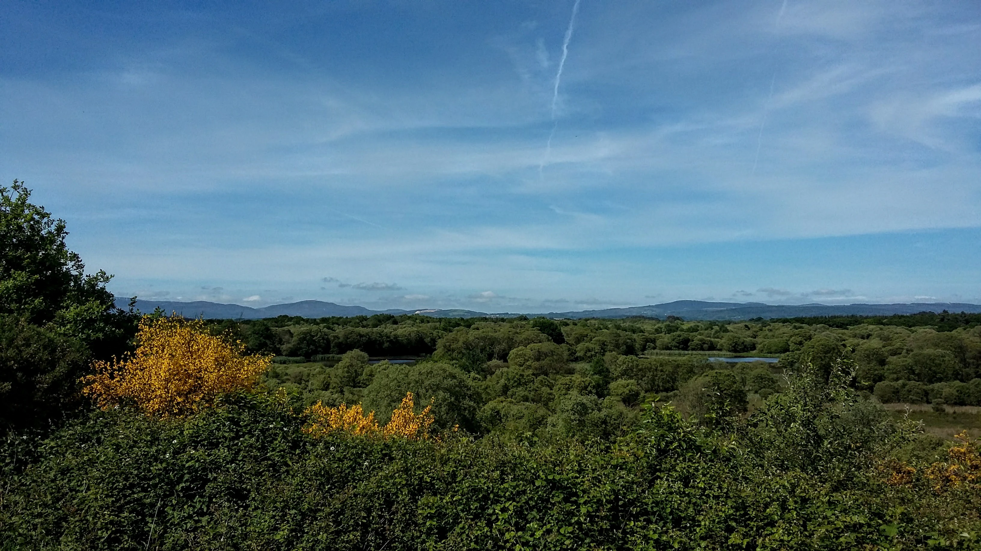 A wide view over a dense green forest and wetlands under a blue sky with faint wispy clouds, seen from a slightly elevated viewpoint.