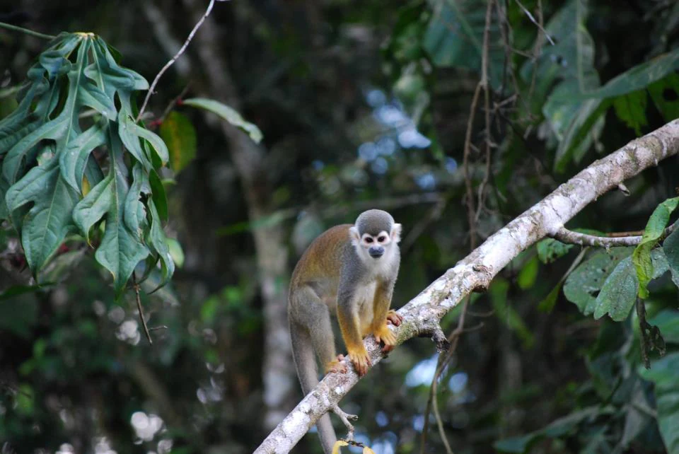 Un mono ardilla con las características marcas faciales blancas, de pie sobre una rama delgada en un denso bosque verde.