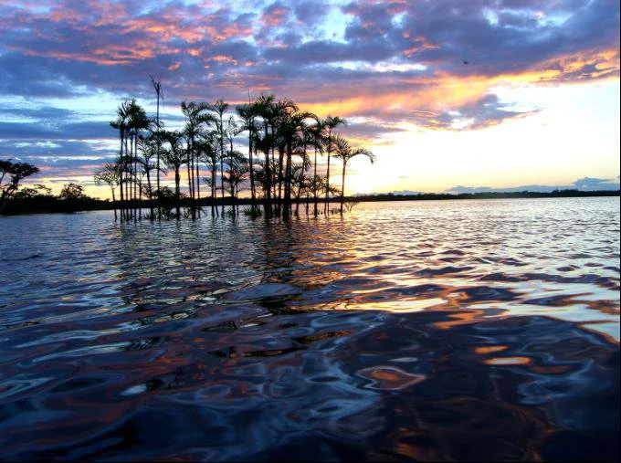 Un atardecer tranquilo sobre un gran lago sereno con siluetas de altas palmeras que emergen directamente del agua.