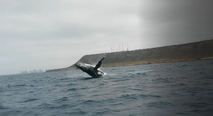 Una ballena jorobada emergiendo en el agua con un promontorio costero al fondo bajo un cielo nublado.