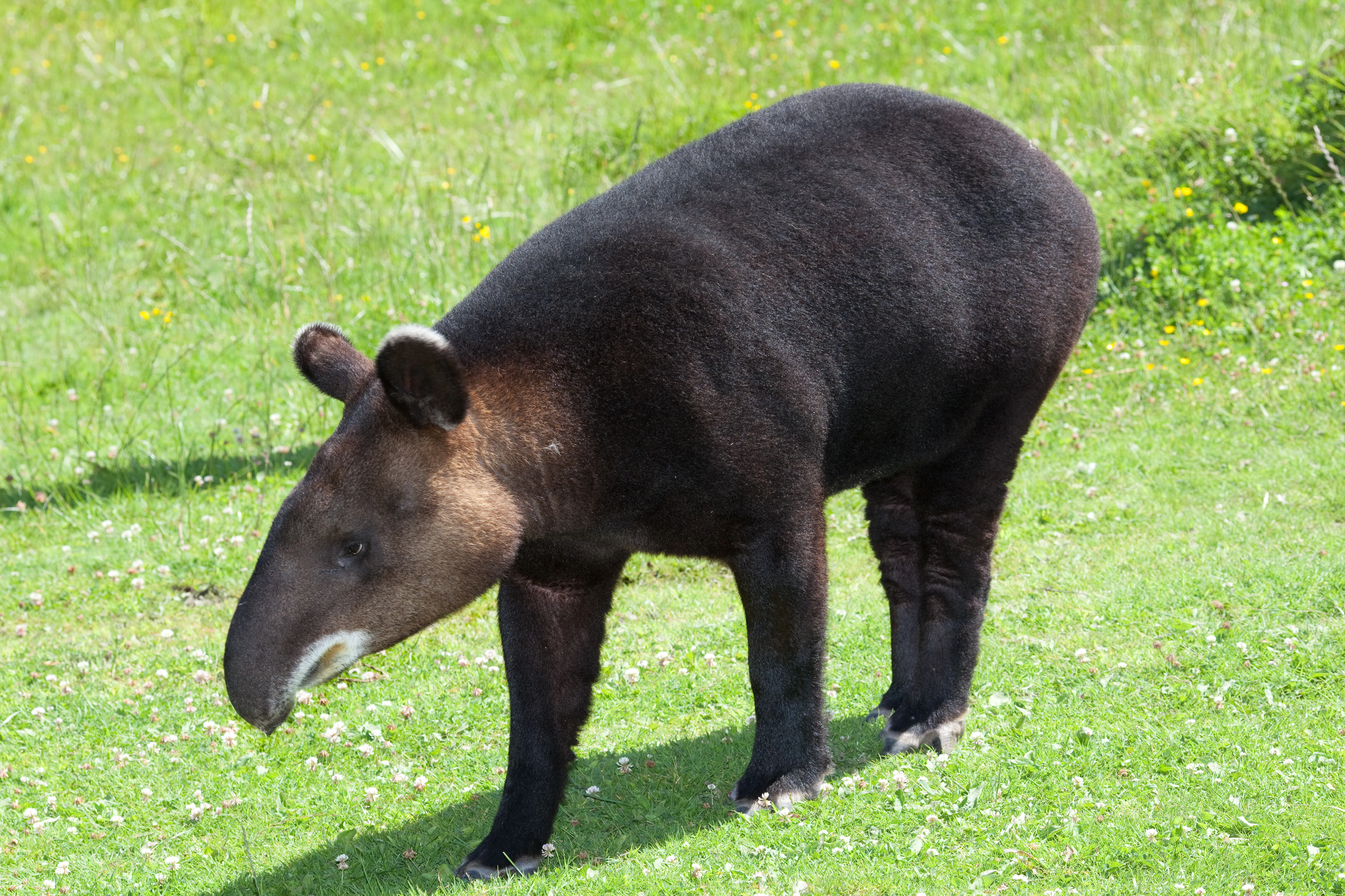 A mountain tapir, characterized by its thick dark fur and distinctive trunk-like nose, stands in profile on a green grassy meadow.