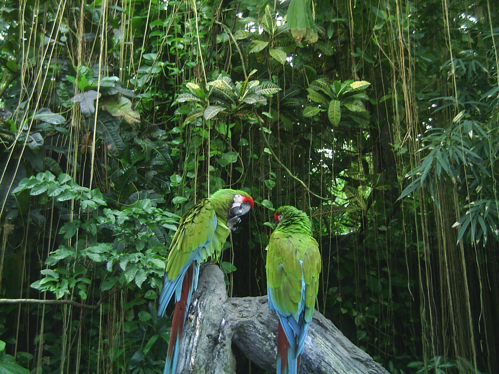 Two green Military Macaws with prominent red patches on their faces and blue tail feathers perched on a weathered tree stump in a dense jungle setting.