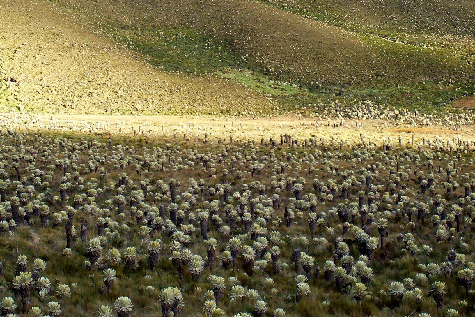 A wide view of a hilly landscape covered in a dense field of small, silver-green frailejon plants, with shadowed slopes and illuminated grass in the background.