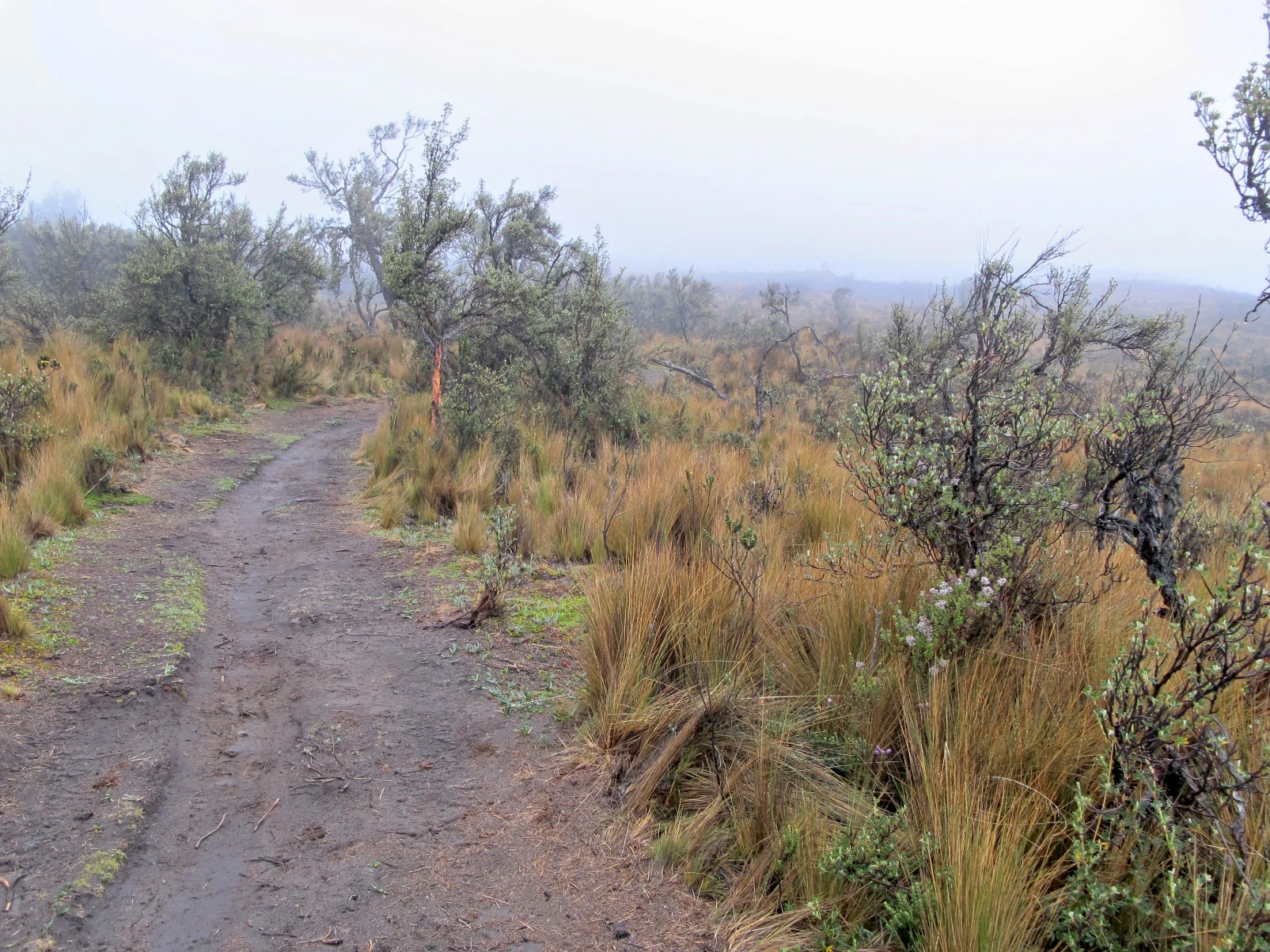 A dirt path curves through a misty landscape of tall golden grasses and scattered green shrubs and trees.