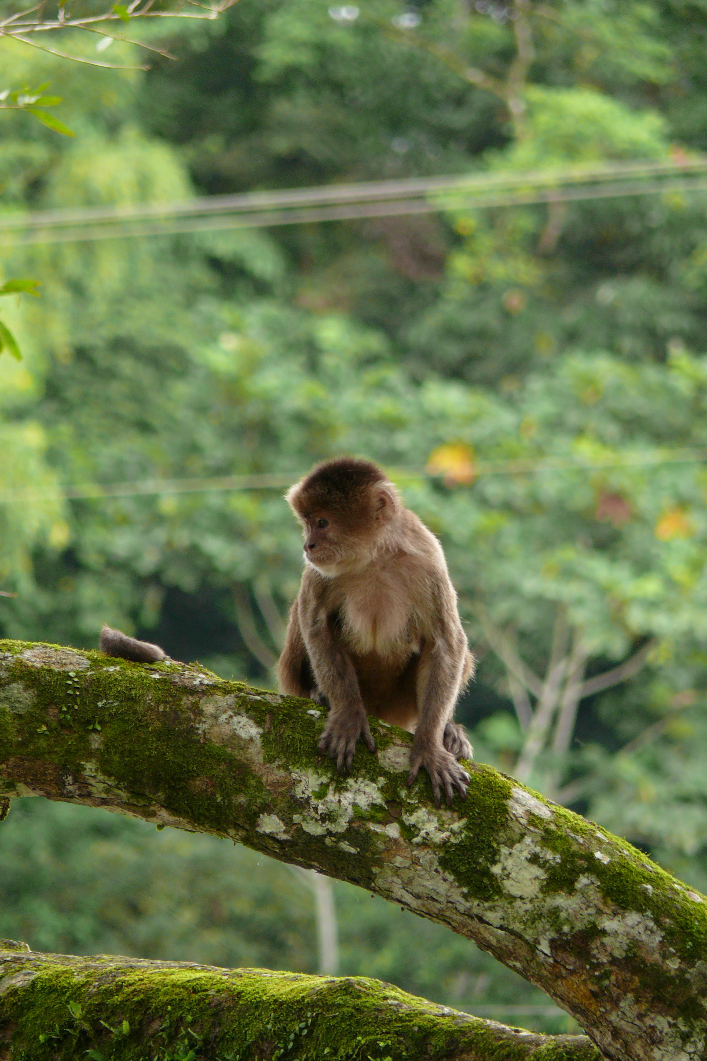 A brown white-fronted capuchin monkey sits on a thick moss-covered tree branch in a forest setting.