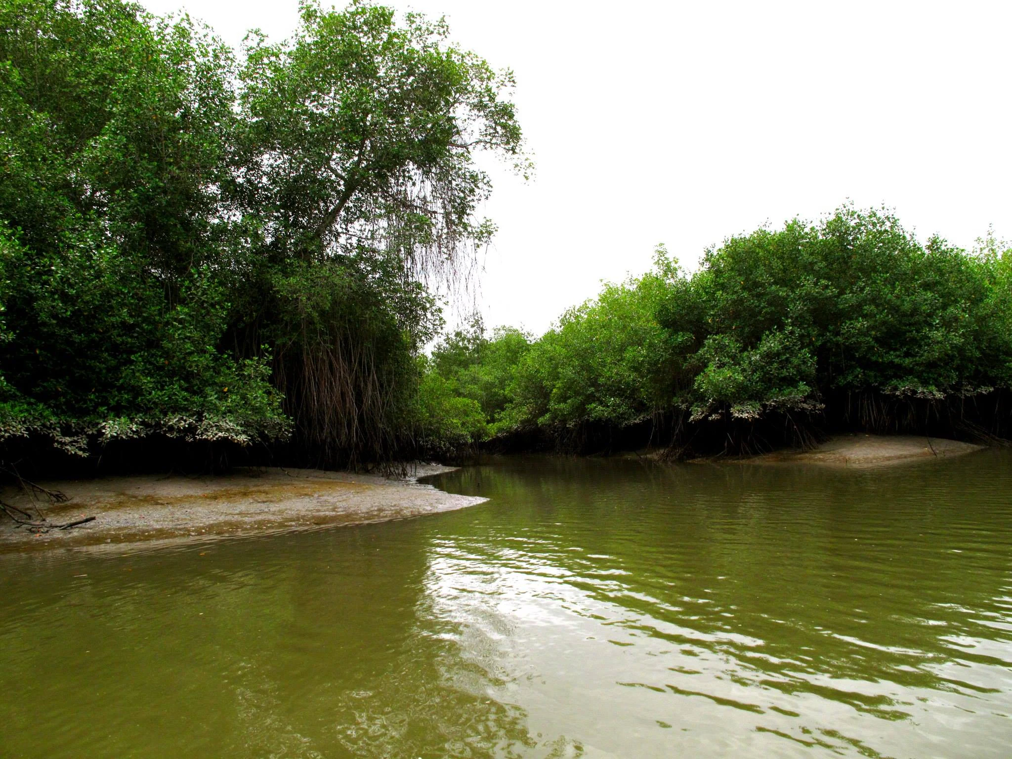 A calm, brown waterway flows through dense green mangrove forests with small sandy banks at the edges of the water.
