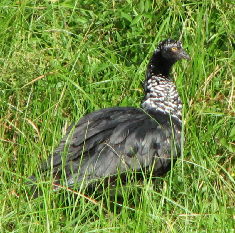 A Horned Screamer bird with black feathers and a speckled white neck standing in tall green grass.