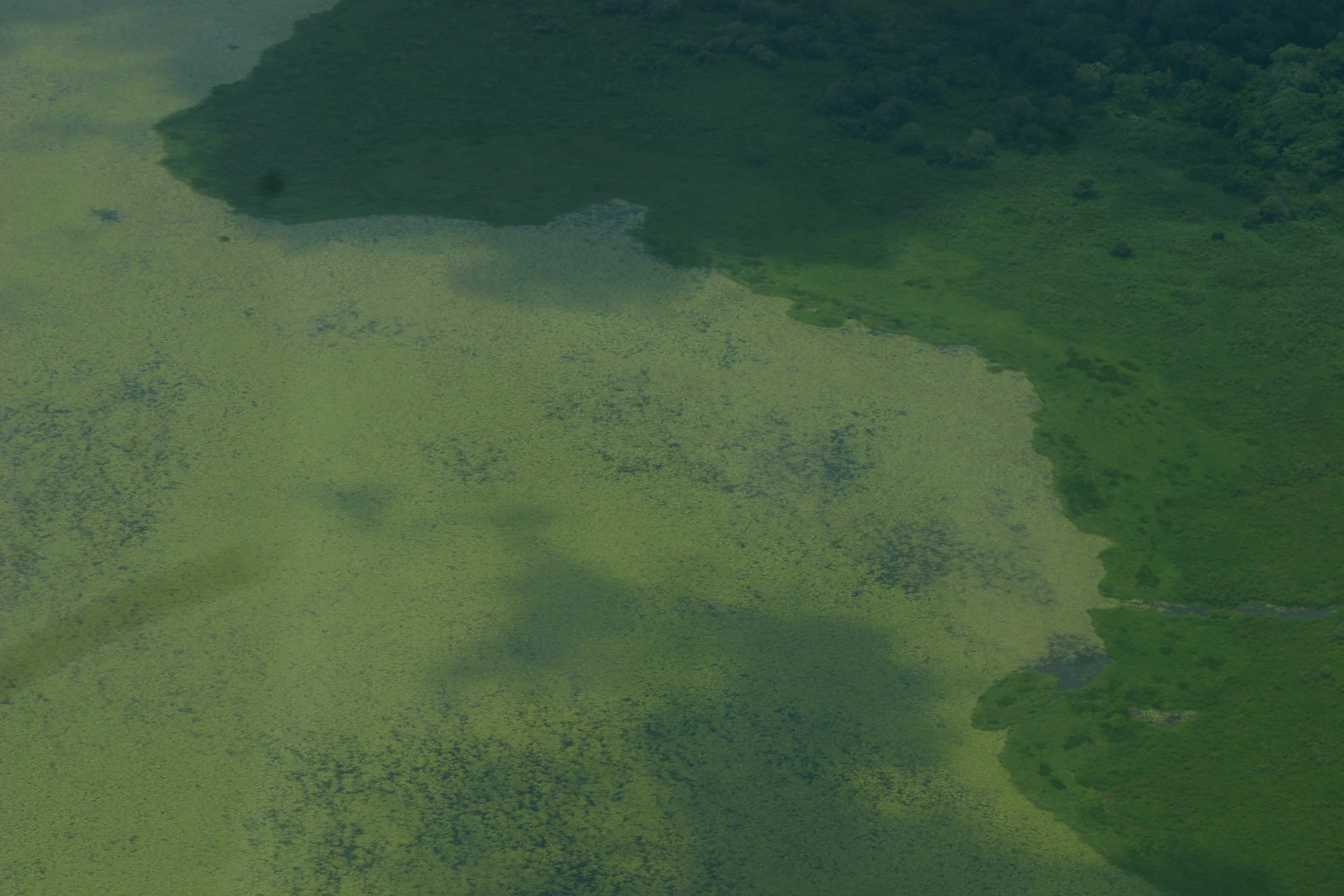An aerial view showing a boundary between a light green flooded area and darker green vegetation.