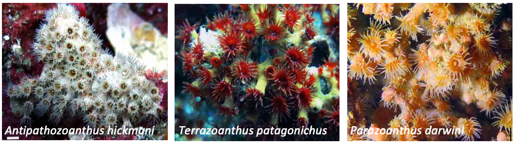 A three-panel composite image showing close-up underwater photographs of three different types of zoanthids, each labeled with its scientific name.