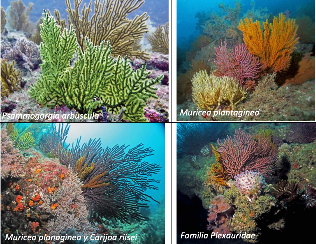 A four-panel grid showing underwater coral reefs with distinct colorful octocoral colonies, with white text labels identifying species names.