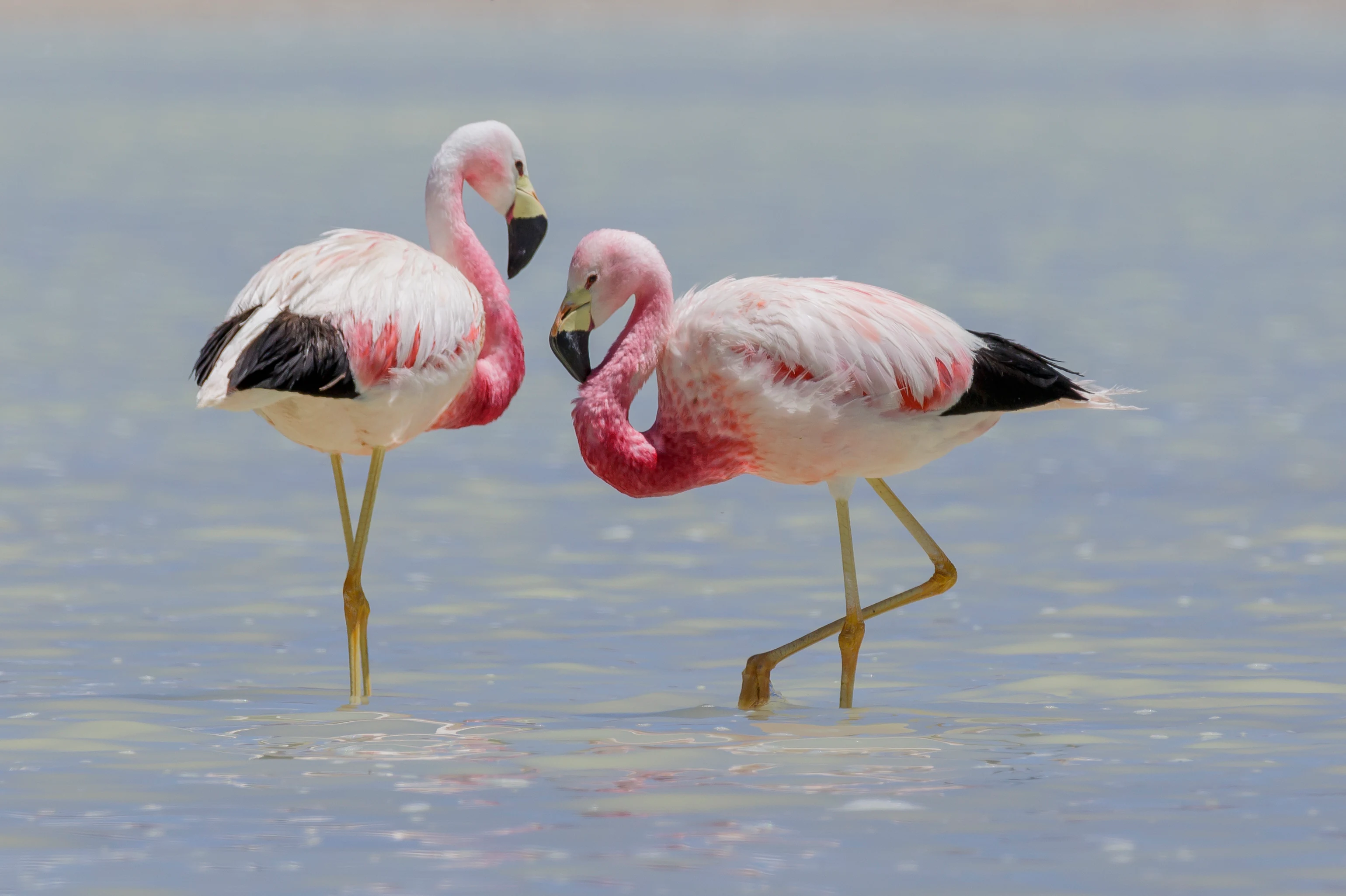 Two Andean flamingos standing in shallow, pale water, facing each other.
