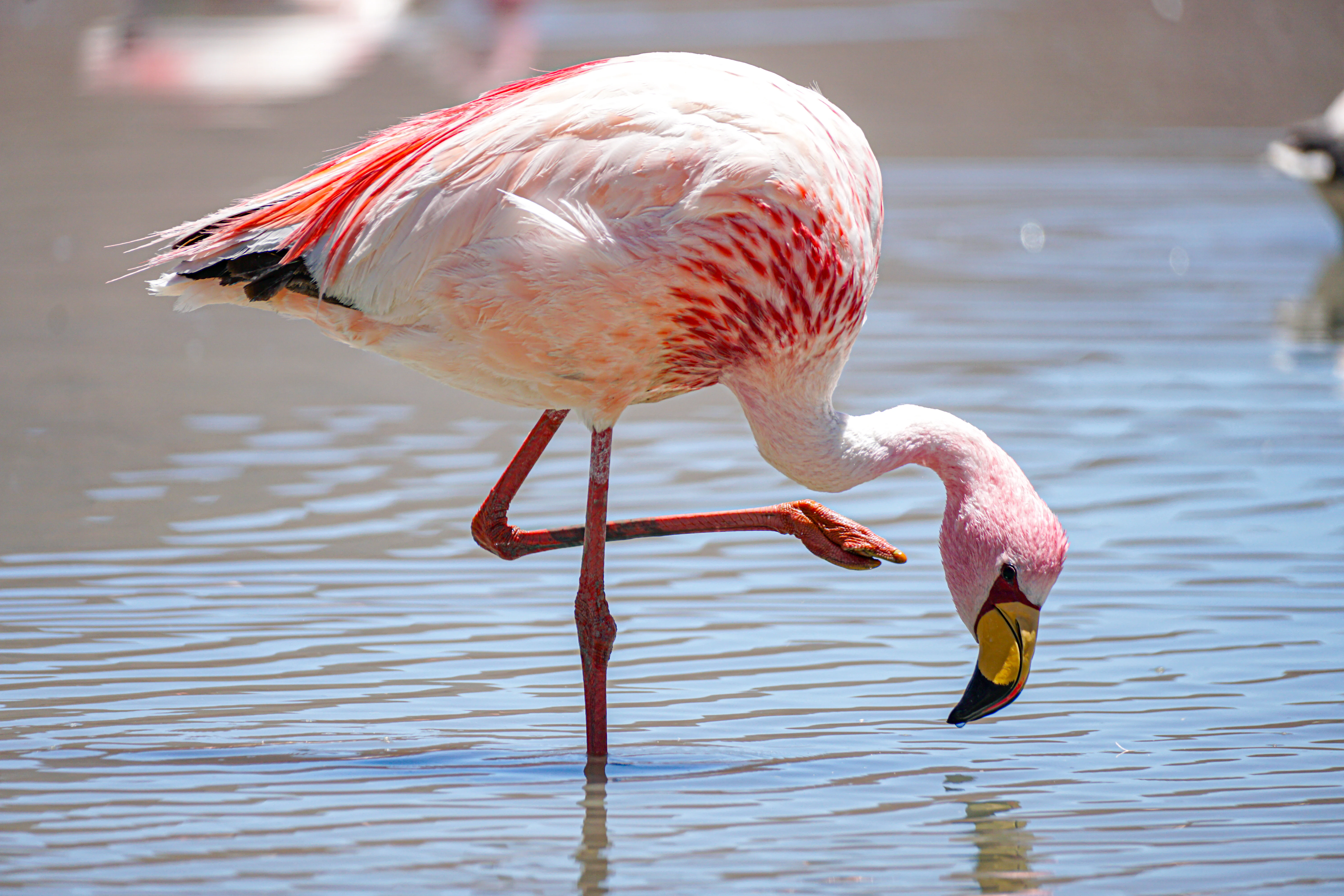A pale pink flamingo standing on one leg in calm, shallow water, with its head bowed down towards the water surface.