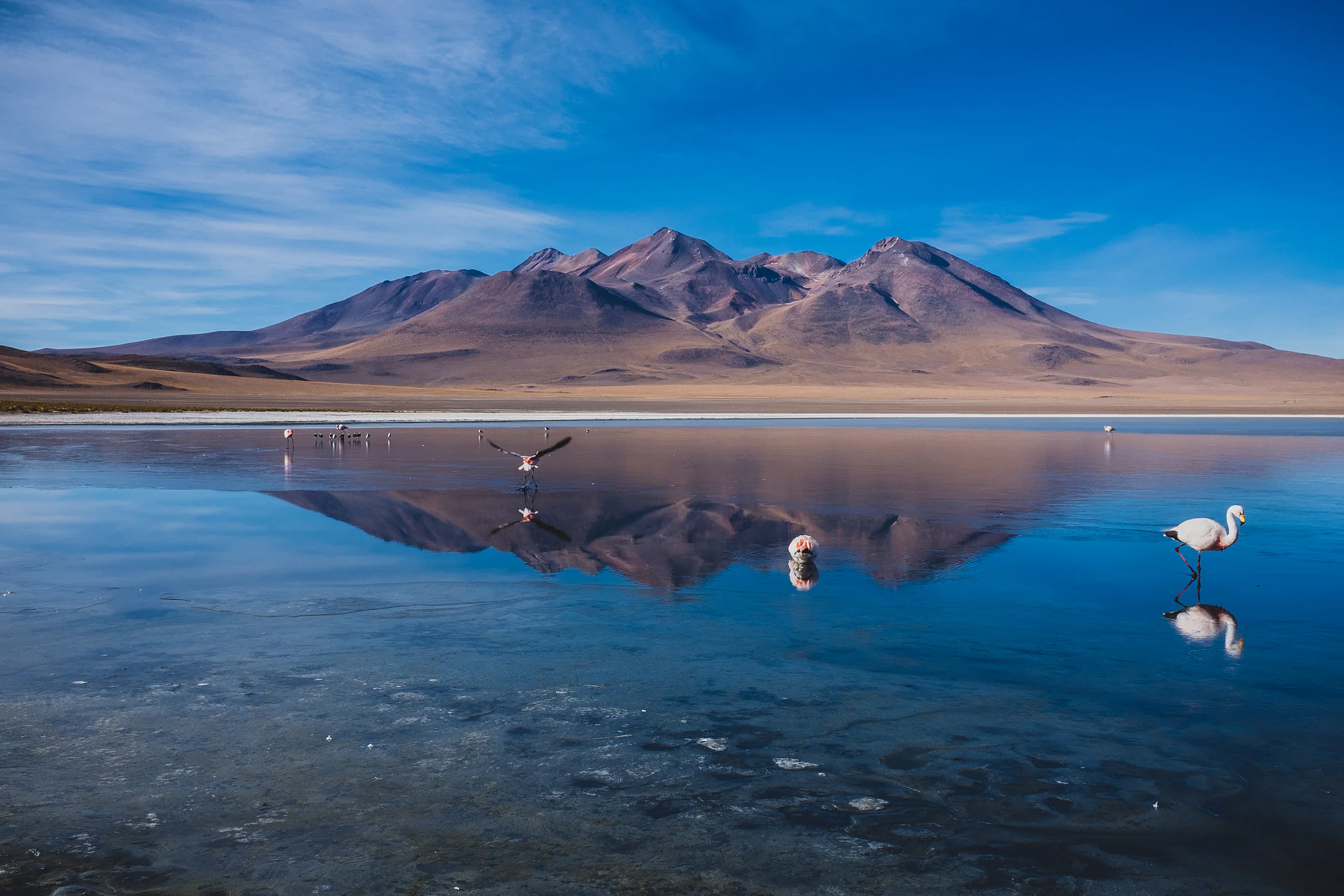 A group of flamingos wading in a calm, highly reflective lagoon at the foot of a large, arid mountain in the Bolivian altiplano.