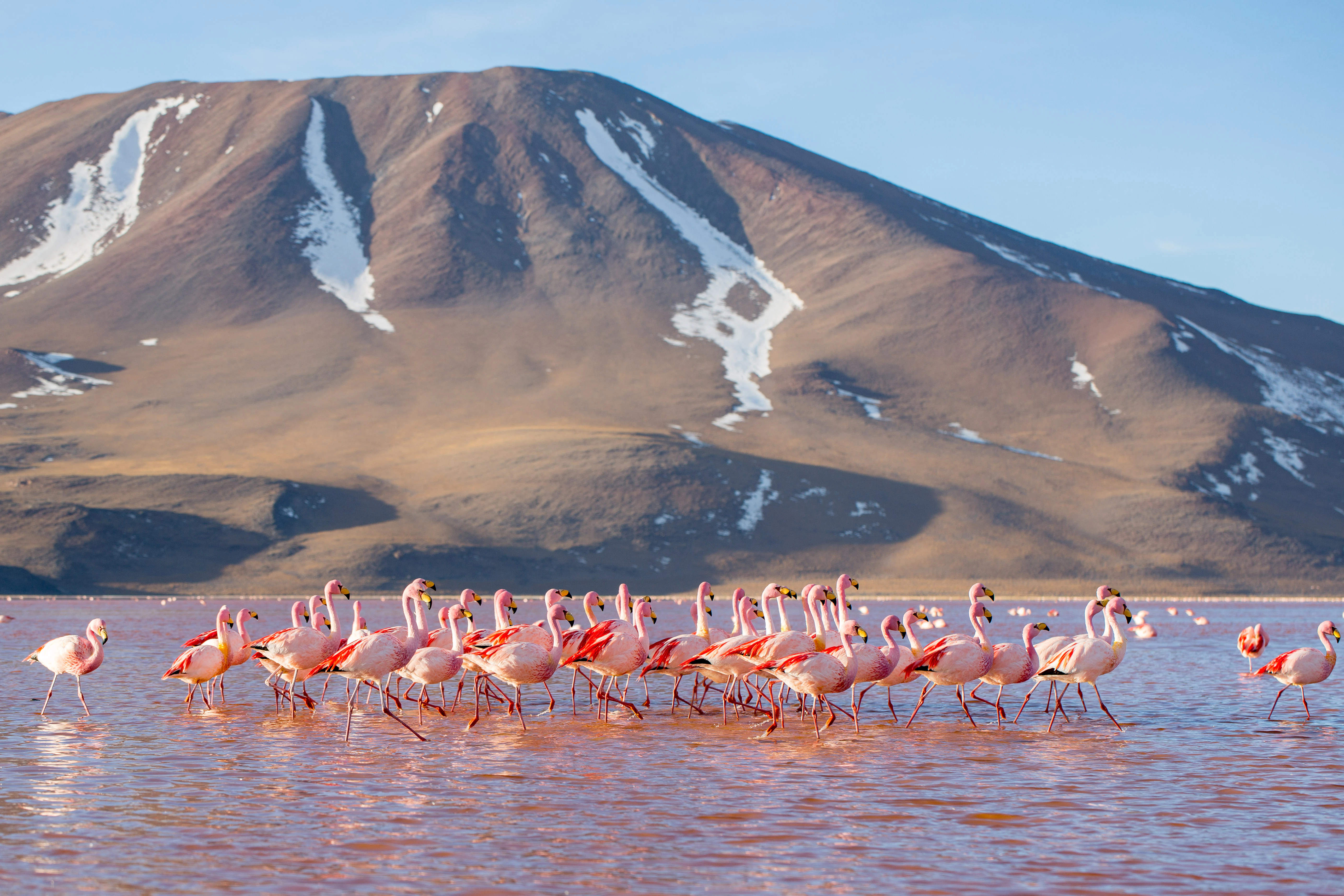 A large group of pink flamingos wading in shallow, rust-colored water with a tall, rounded mountain covered in patches of snow in the background.
