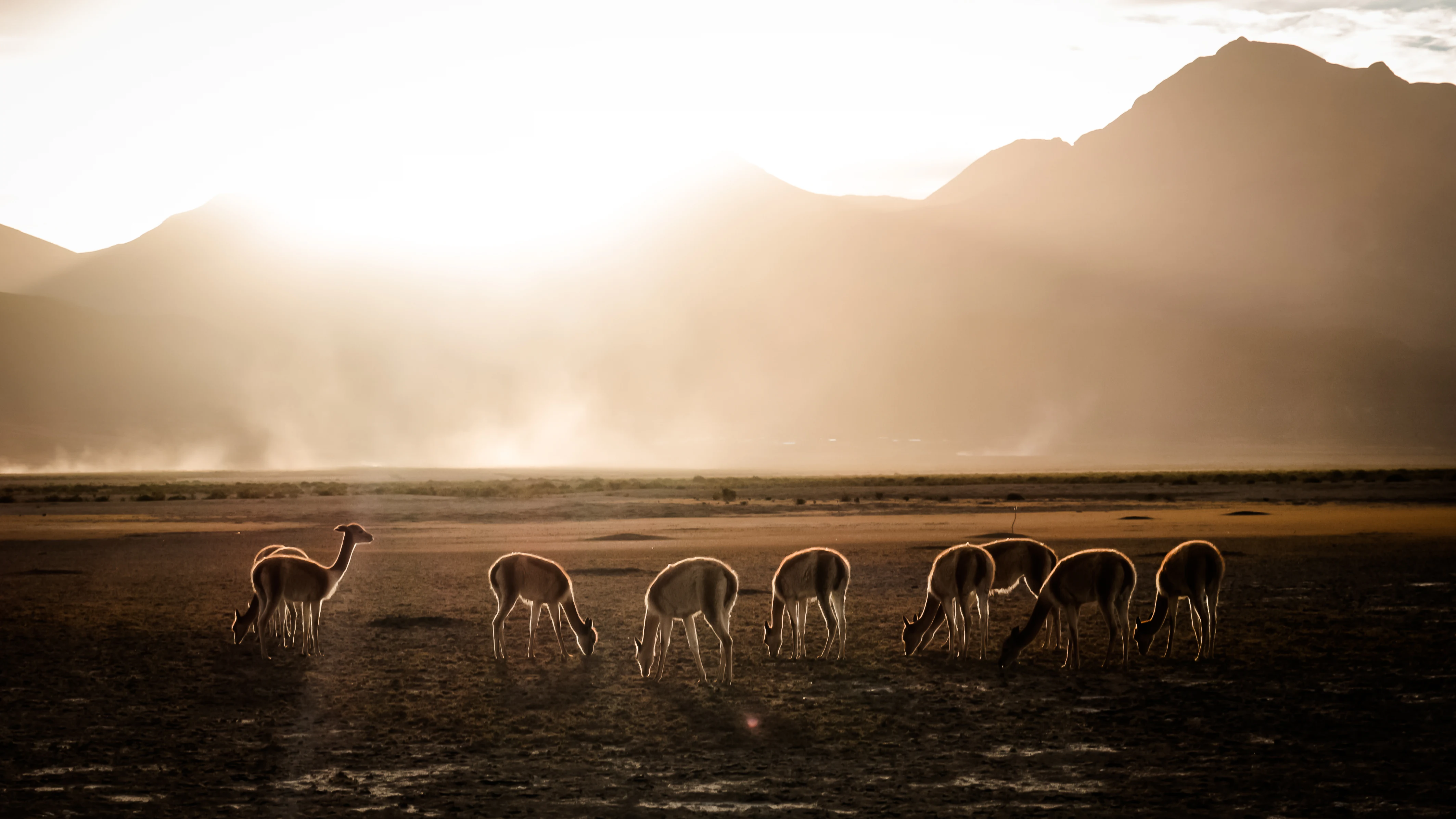 A group of slender, light-brown camelids grazing on a flat, dry, dusty plain with blurred mountains silhouetted against a bright backlit sky at sunset.
