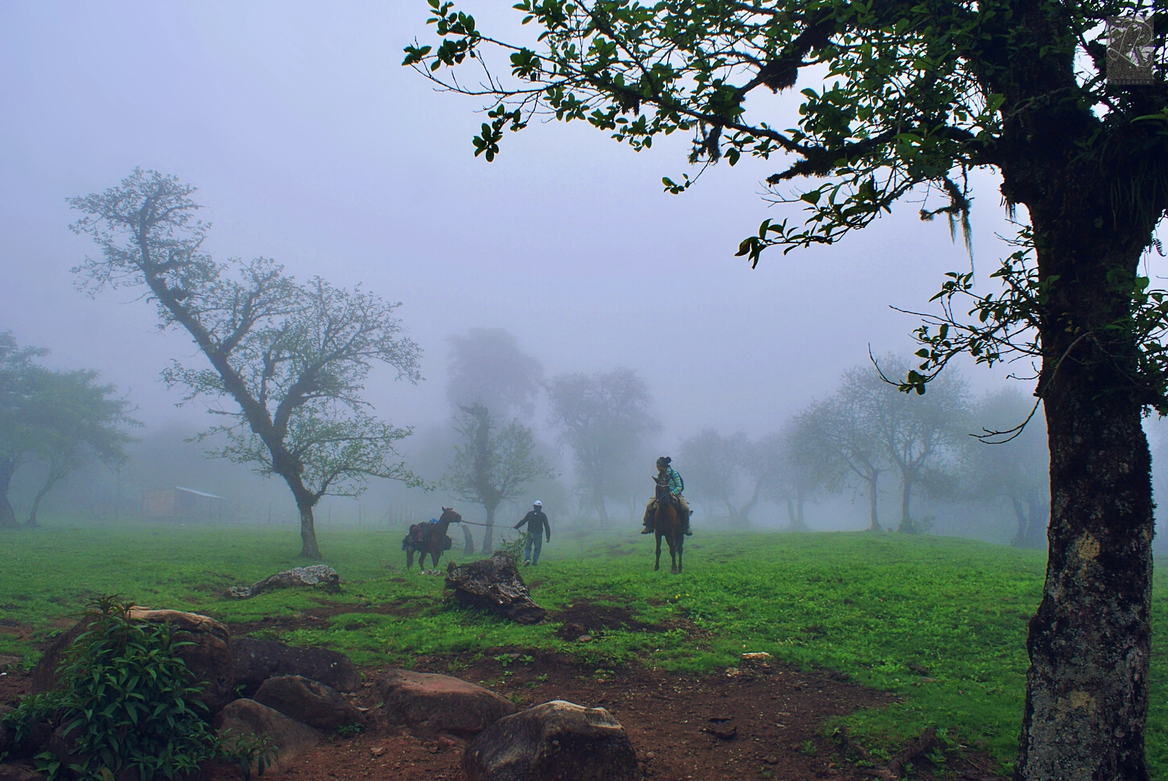 A misty, green forest clearing in Tariquía National Flora and Fauna Reserve with a person on horseback, another person walking, and a cow standing near scattered trees.