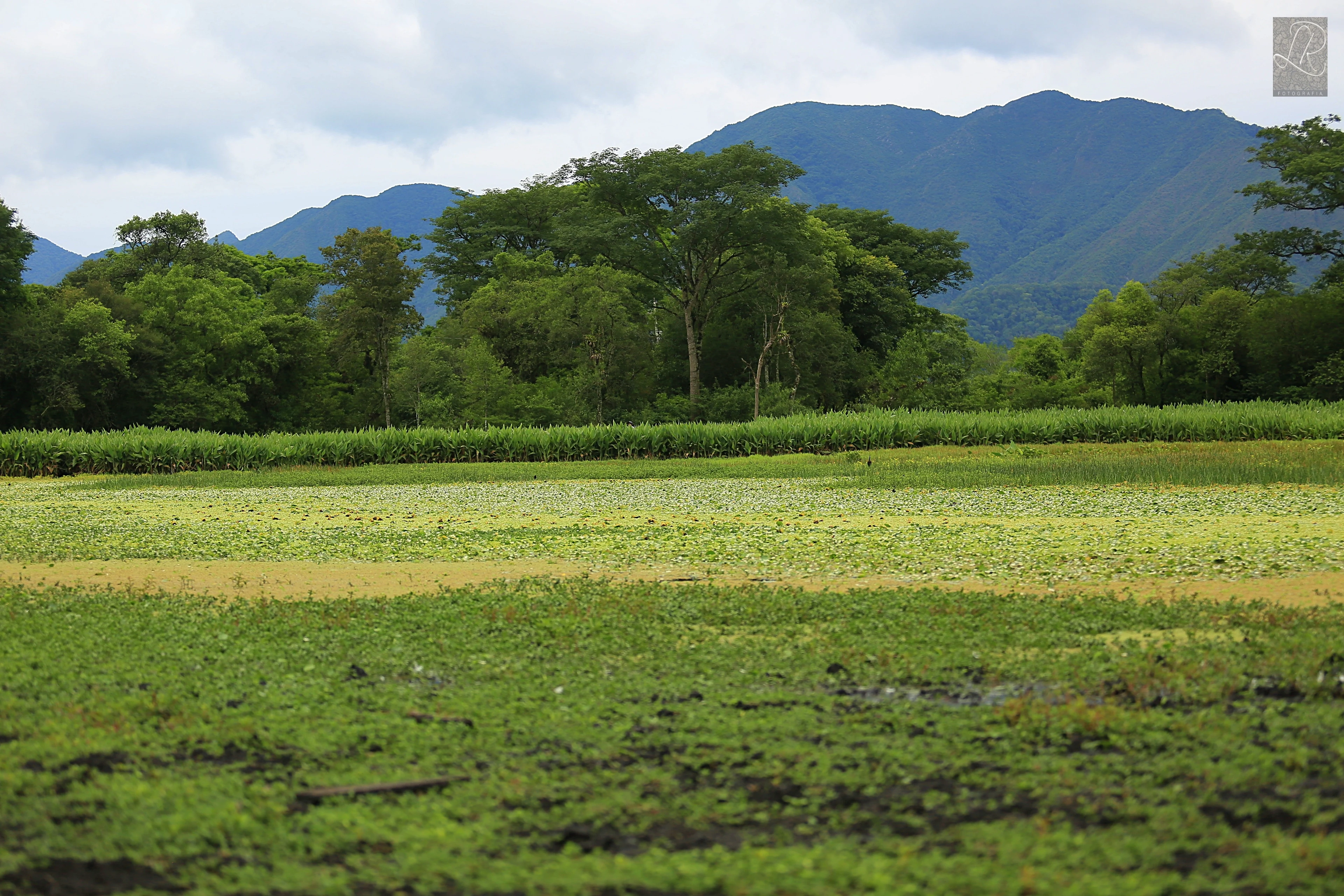 A wide shot showing a foreground of damp, grassy fields transitioning into a dense forest line beneath a range of distant, blue-toned mountains under a cloudy sky.