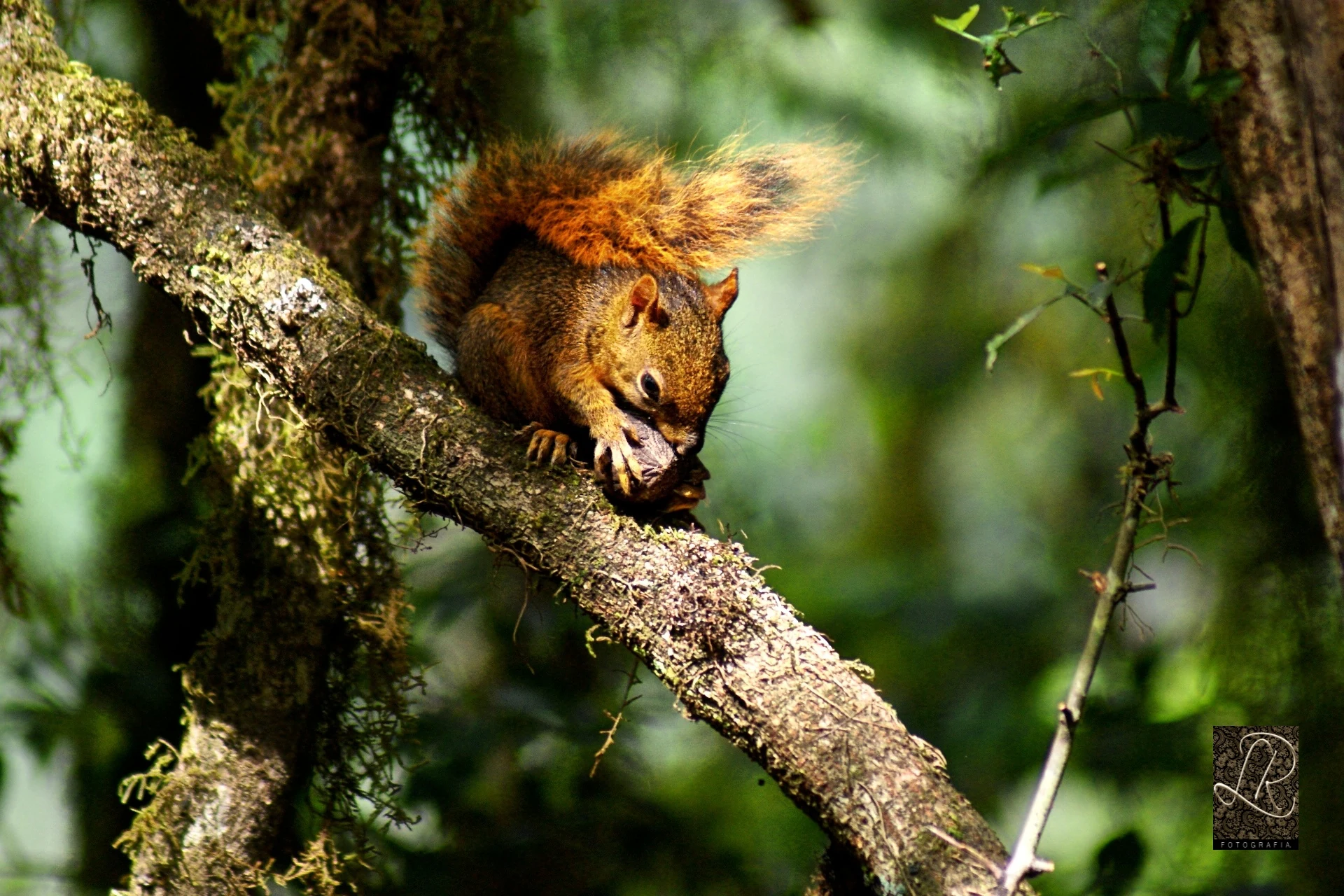 A brown squirrel with a bushy tail eating while perched on a thick tree branch covered in green moss.