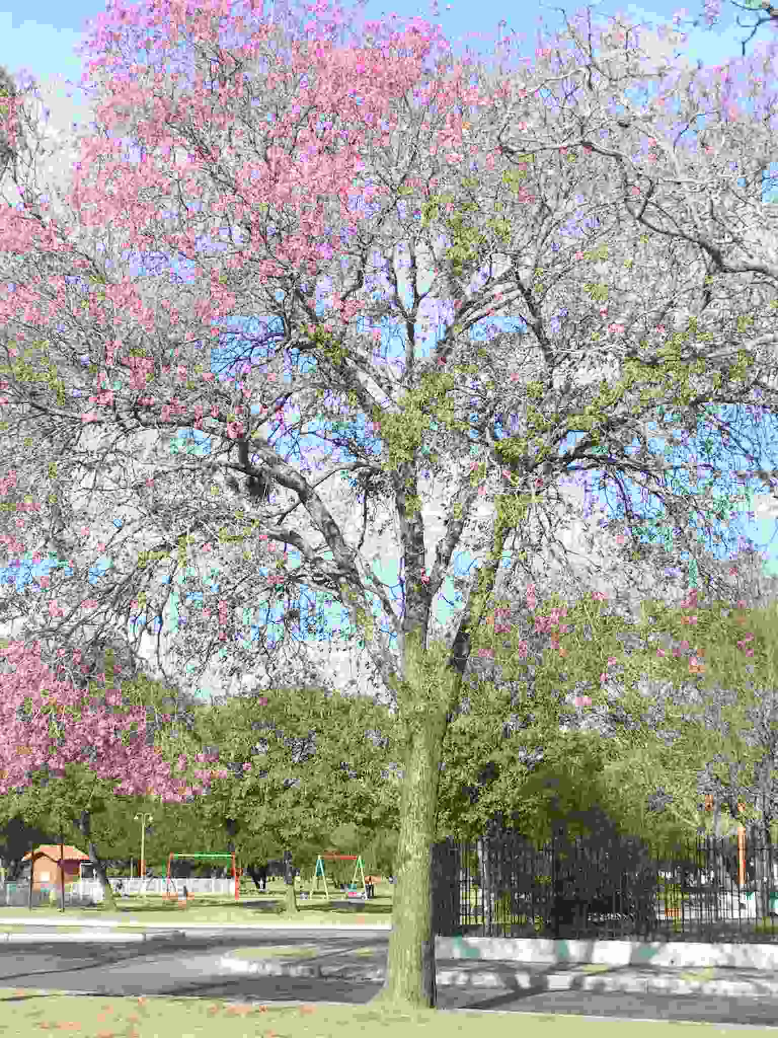 A mature pink lapacho tree with dense clusters of pink flowers and branches filling the center of the frame, set against a clear blue sky in an urban park.