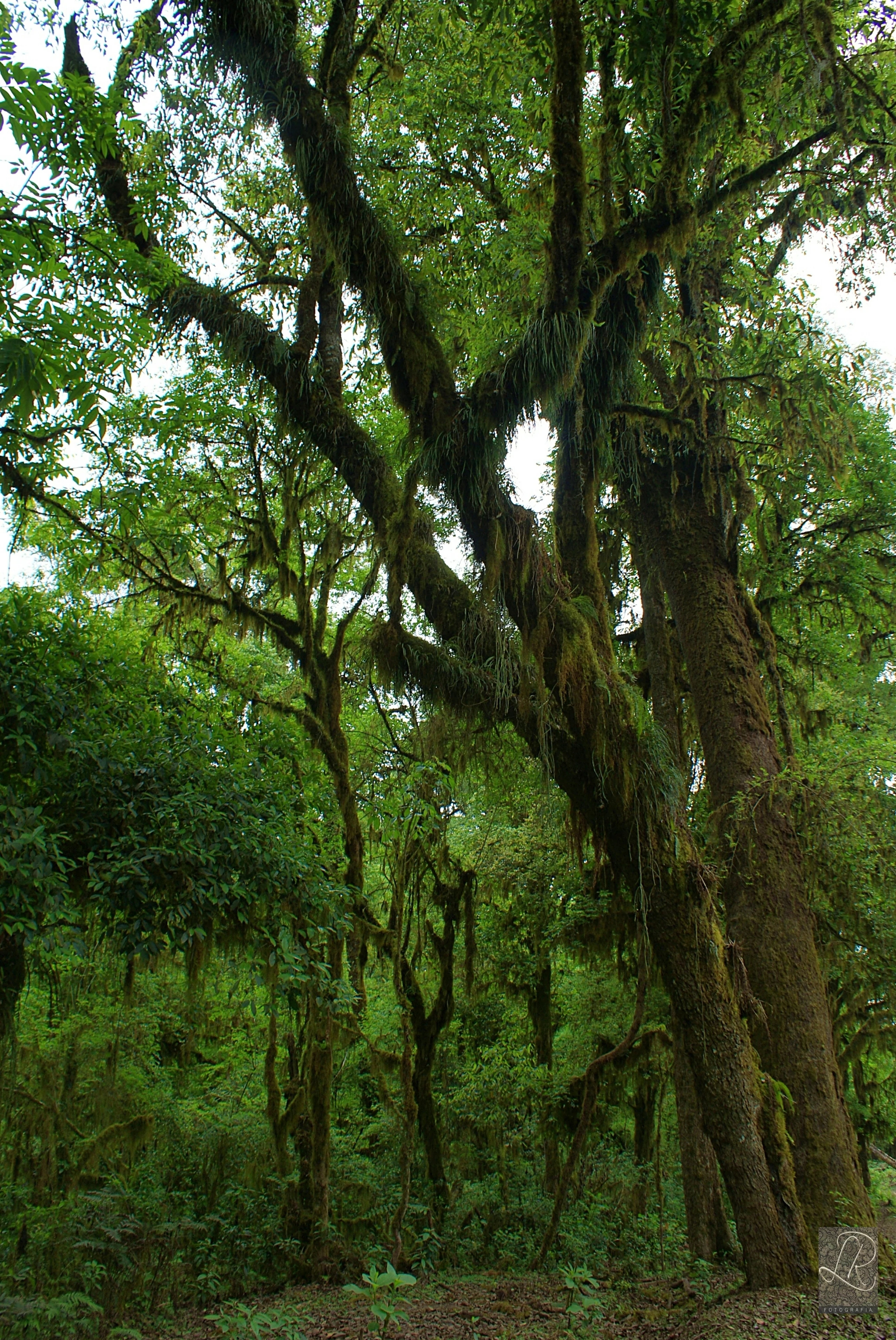 Dense forest scene featuring large, mature trees heavily draped in moss and epiphytes under a bright, overcast canopy.