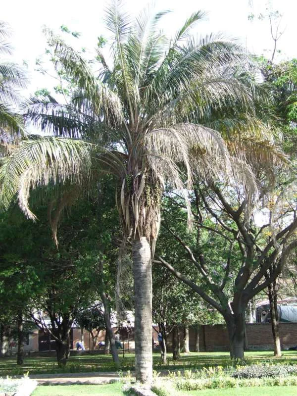 A mature Motacu palm tree with long, feathery fronds and a thick, textured trunk, standing in a garden with other trees in the background.