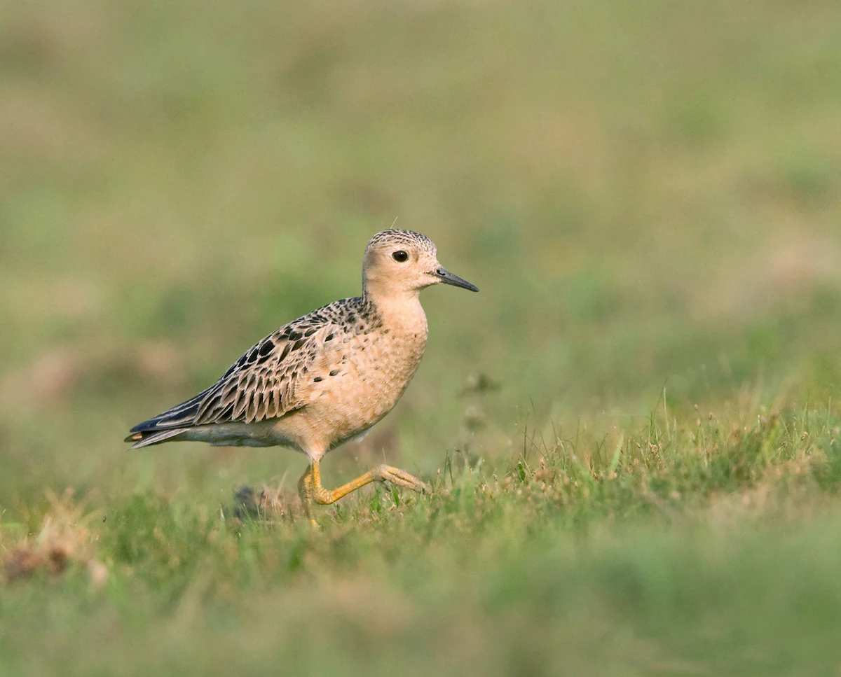A buff-breasted sandpiper with light brown and speckled dark plumage walks across green grass.