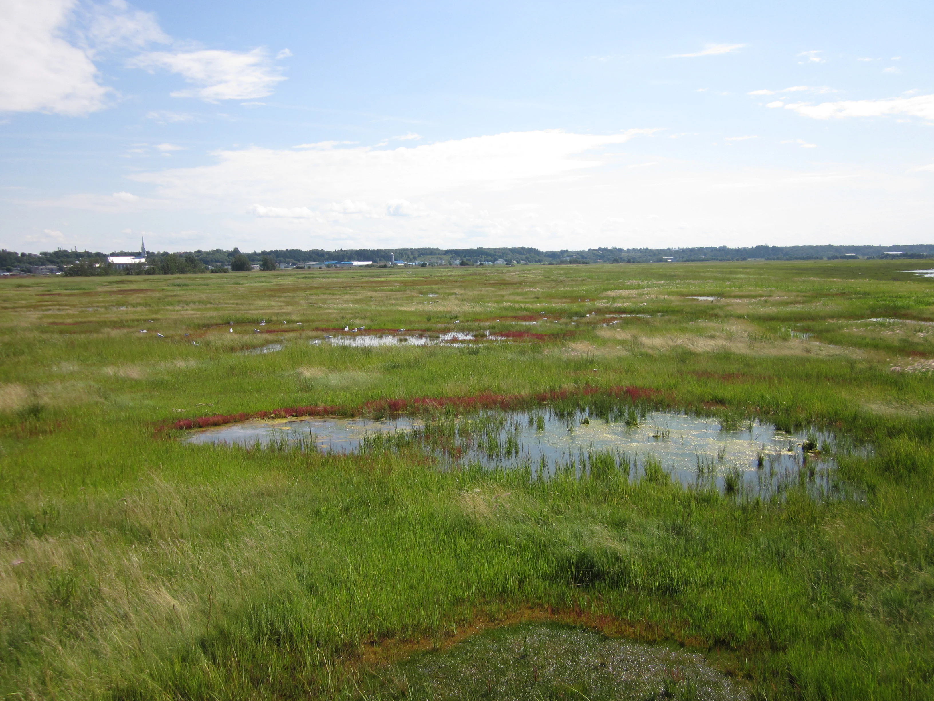 A wide, flat landscape of lush green salt marshes with small pools of water, under a light blue sky with wispy clouds, with a small town visible on the distant horizon.