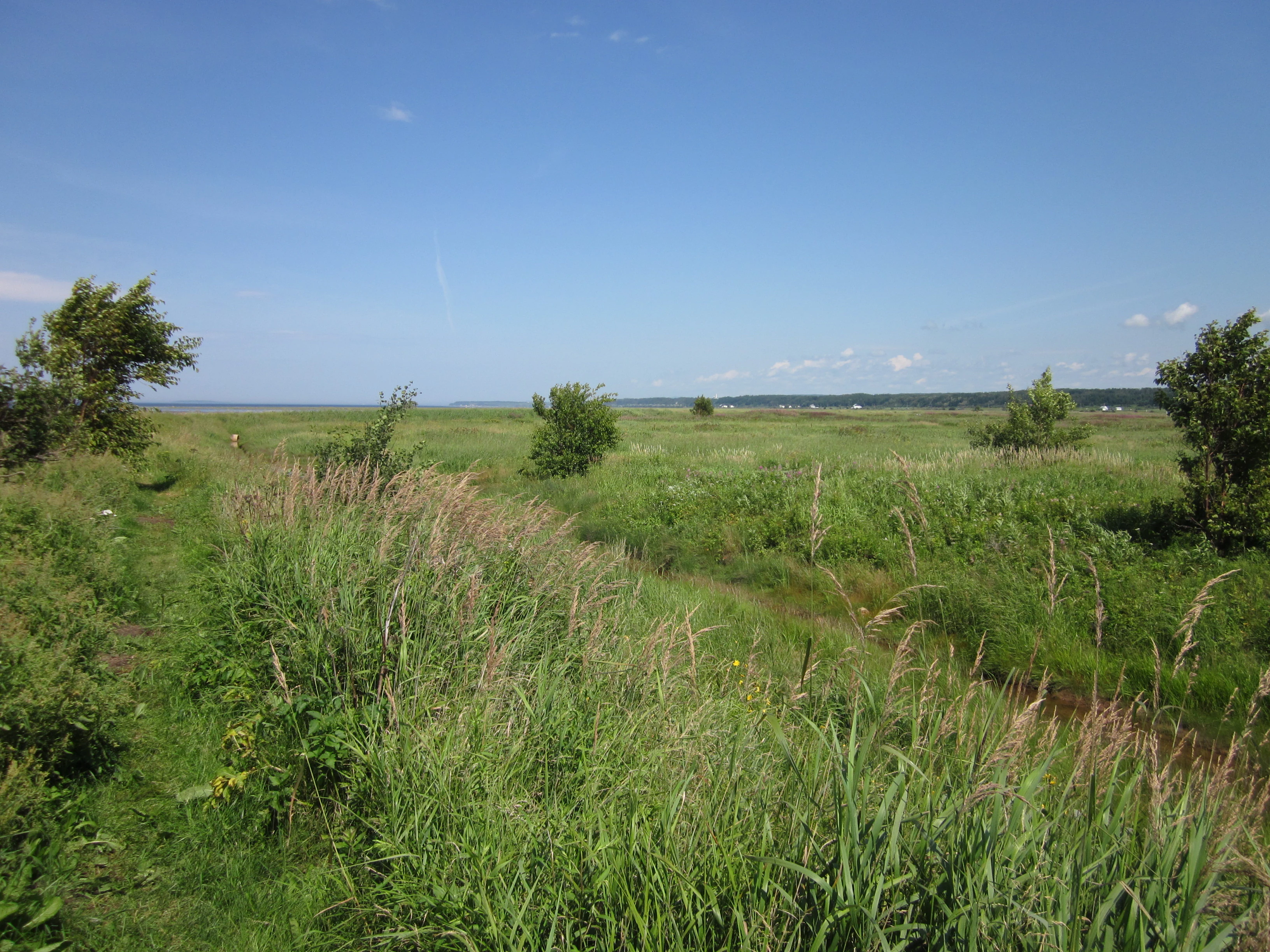 A wide, eye-level view of a green salt marsh under a clear blue sky, with tall grasses in the foreground and a distant tree line.