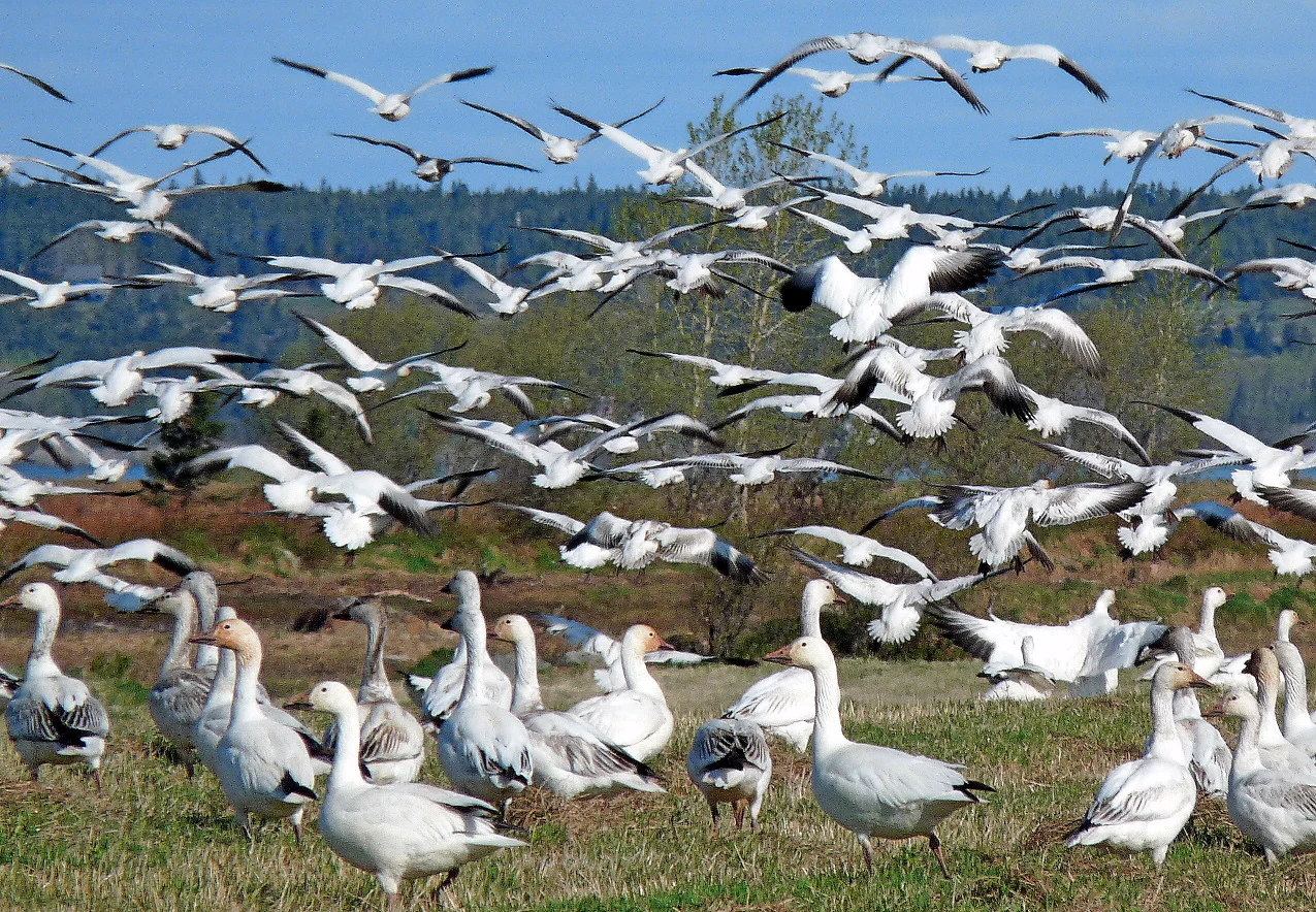 A large flock of white snow geese with black-tipped wings, some walking in a grassy field and many others flying in the air against a blue sky.