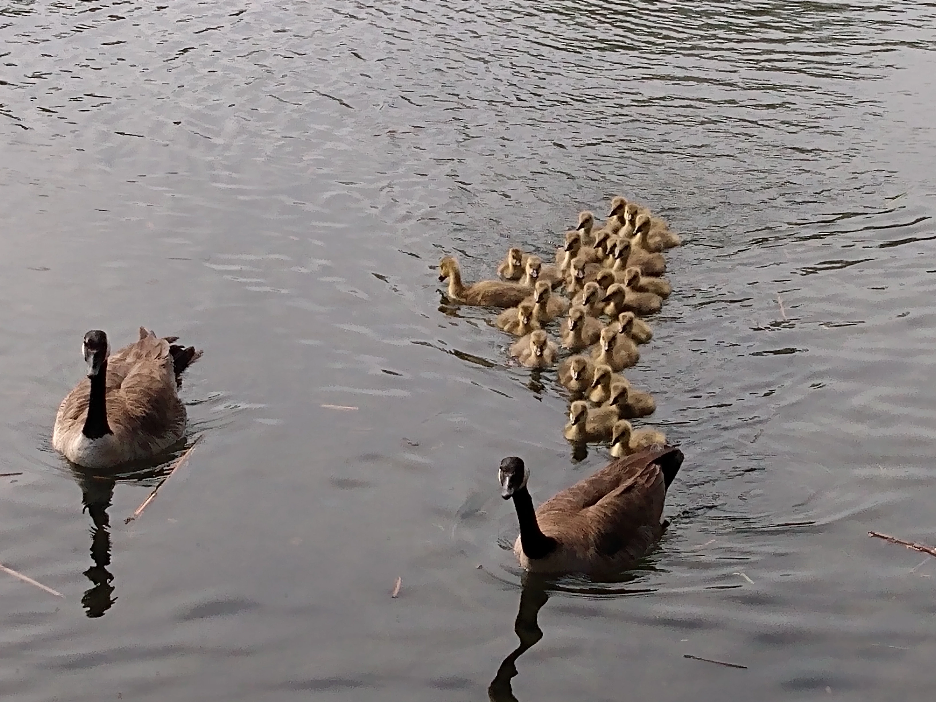 A group of Canada geese, including two adults and many goslings, swimming in a line through calm water.