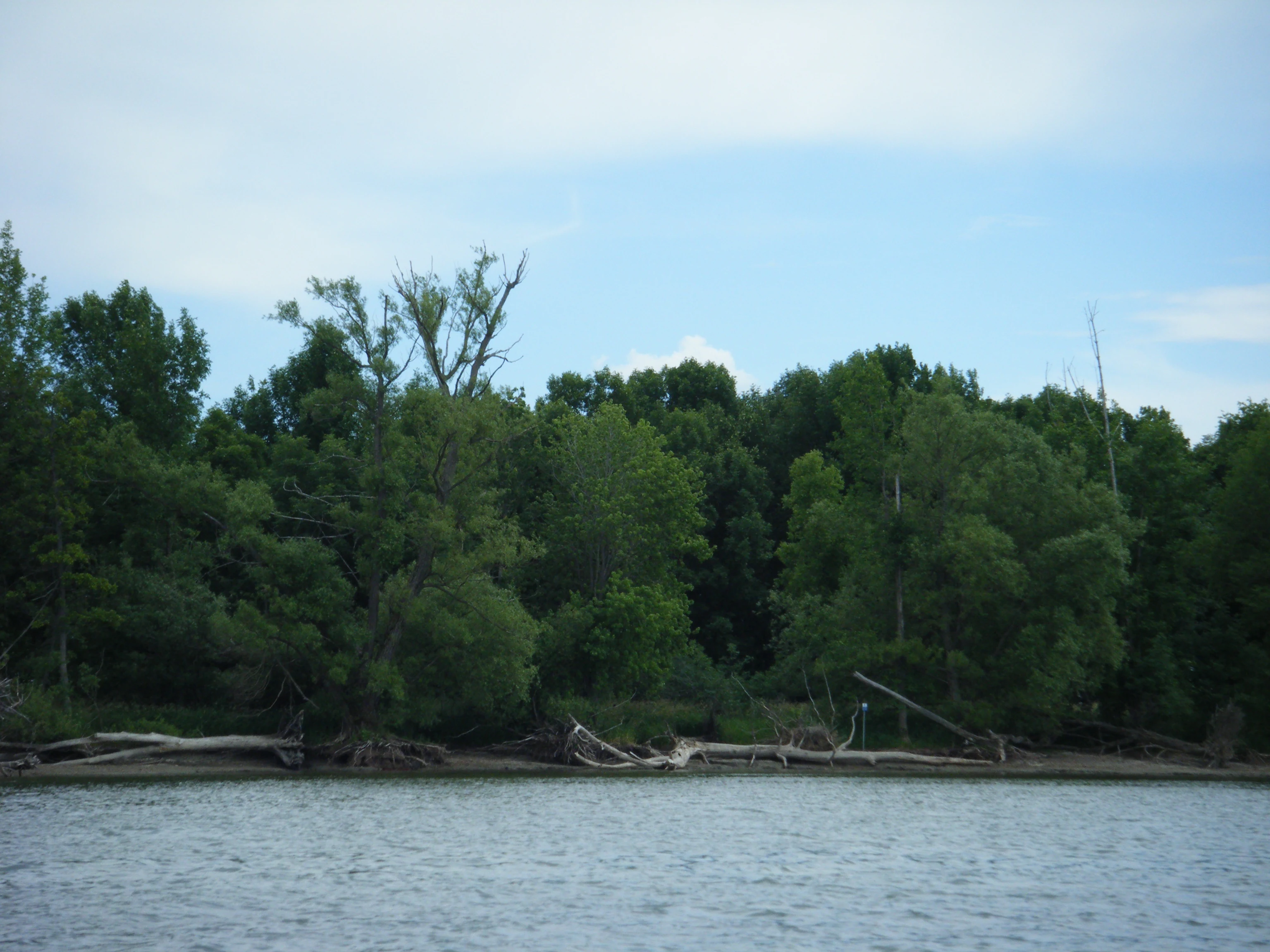 A view of a wooded riverbank with visible soil erosion and fallen logs along the water's edge.