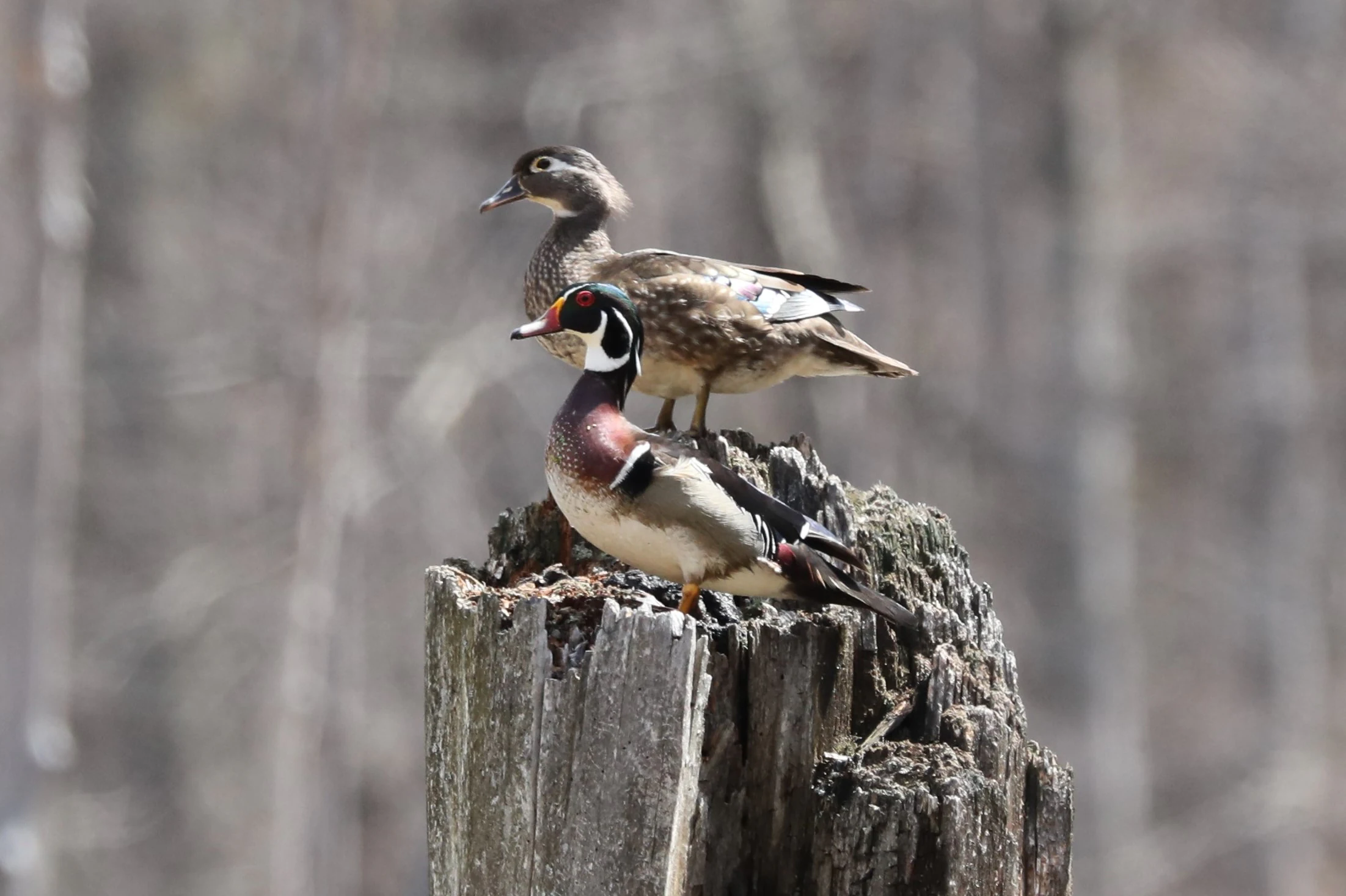 A male and female wood duck standing on top of a decaying, textured wooden stump against a blurred forest background.