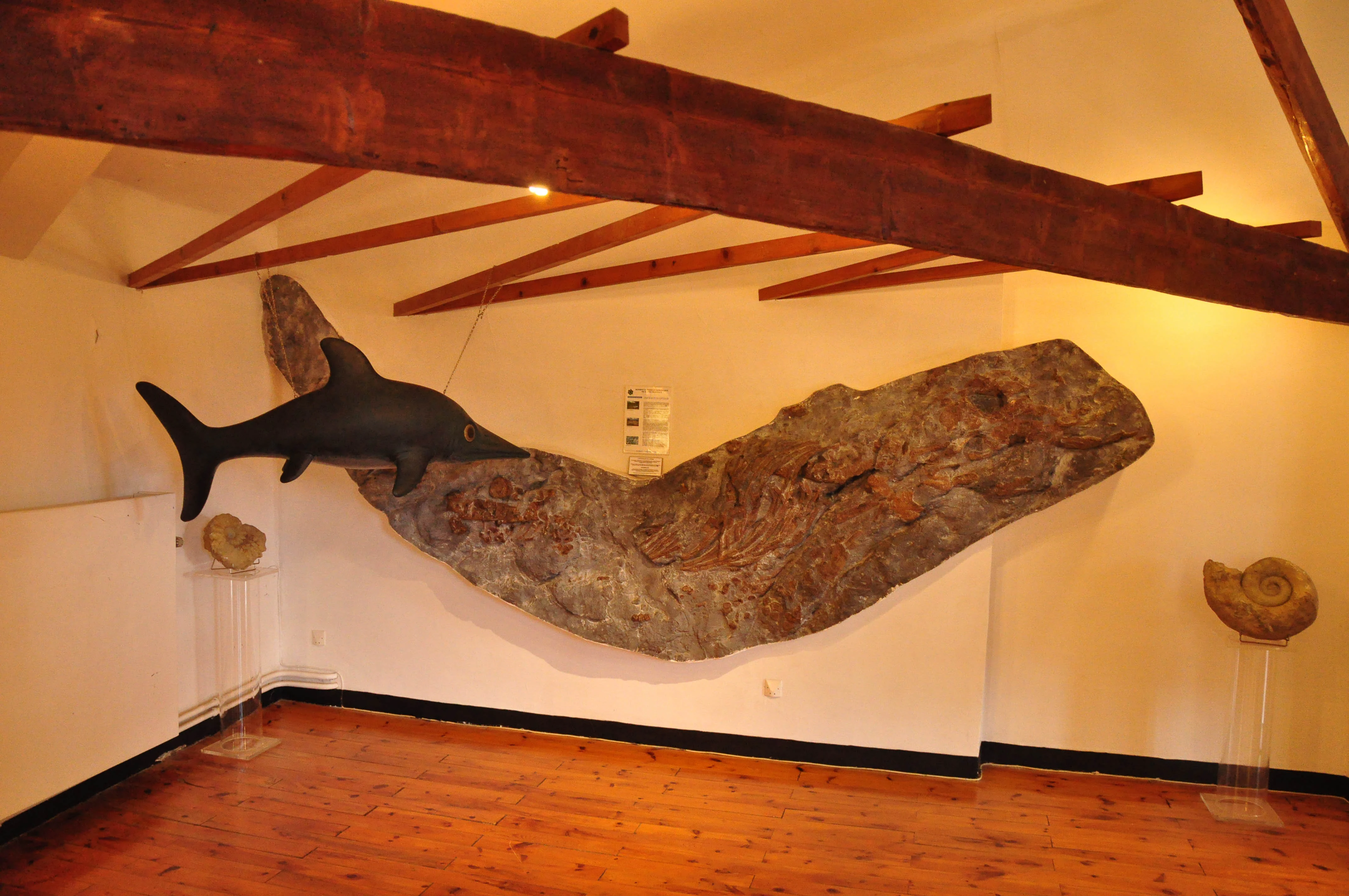 A large Ichthyosaurus fossil mounted on a museum wall, with a black model of the marine reptile attached to the fossil, and two smaller ammonite fossils on pedestals nearby.