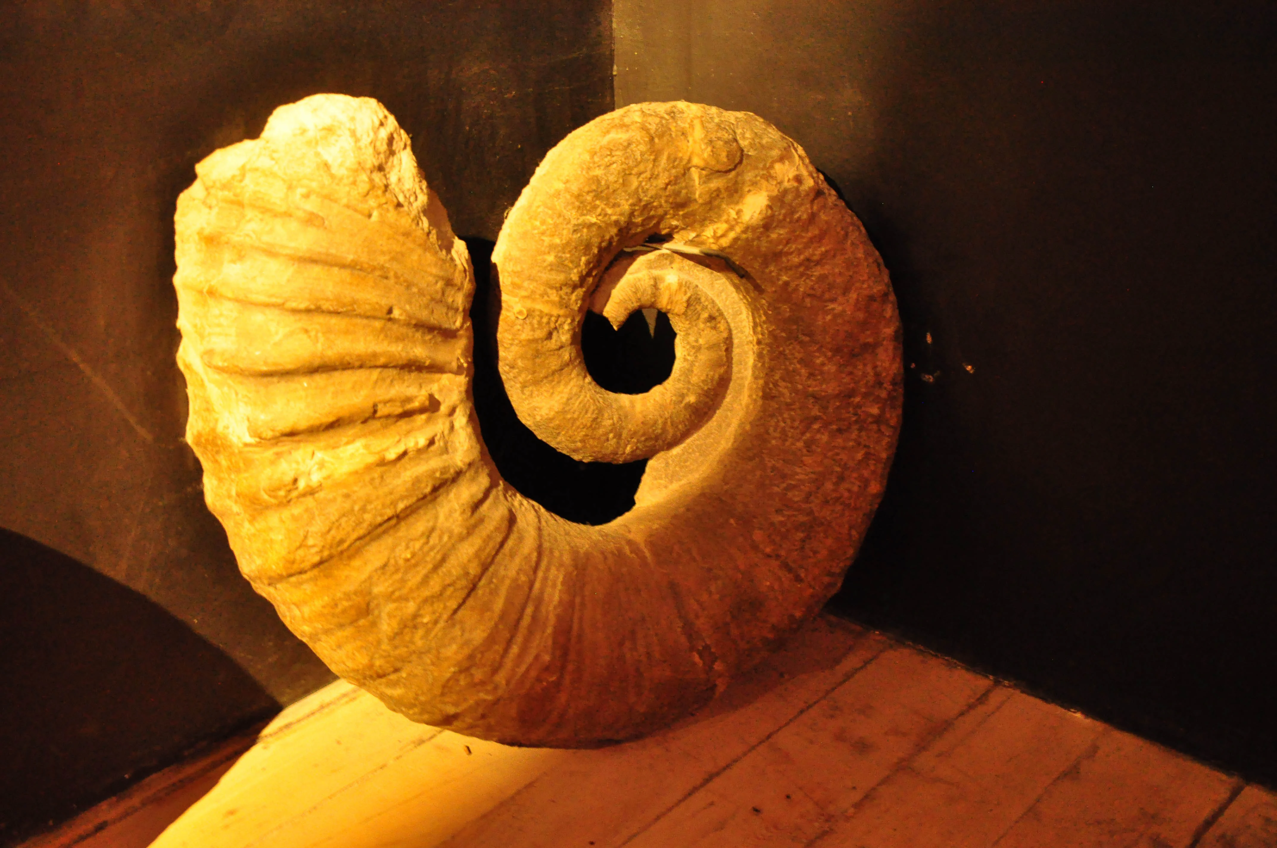 A large, spiraled ammonite fossil, labeled as Arietites bucklandi, resting on a wooden surface against a dark background.