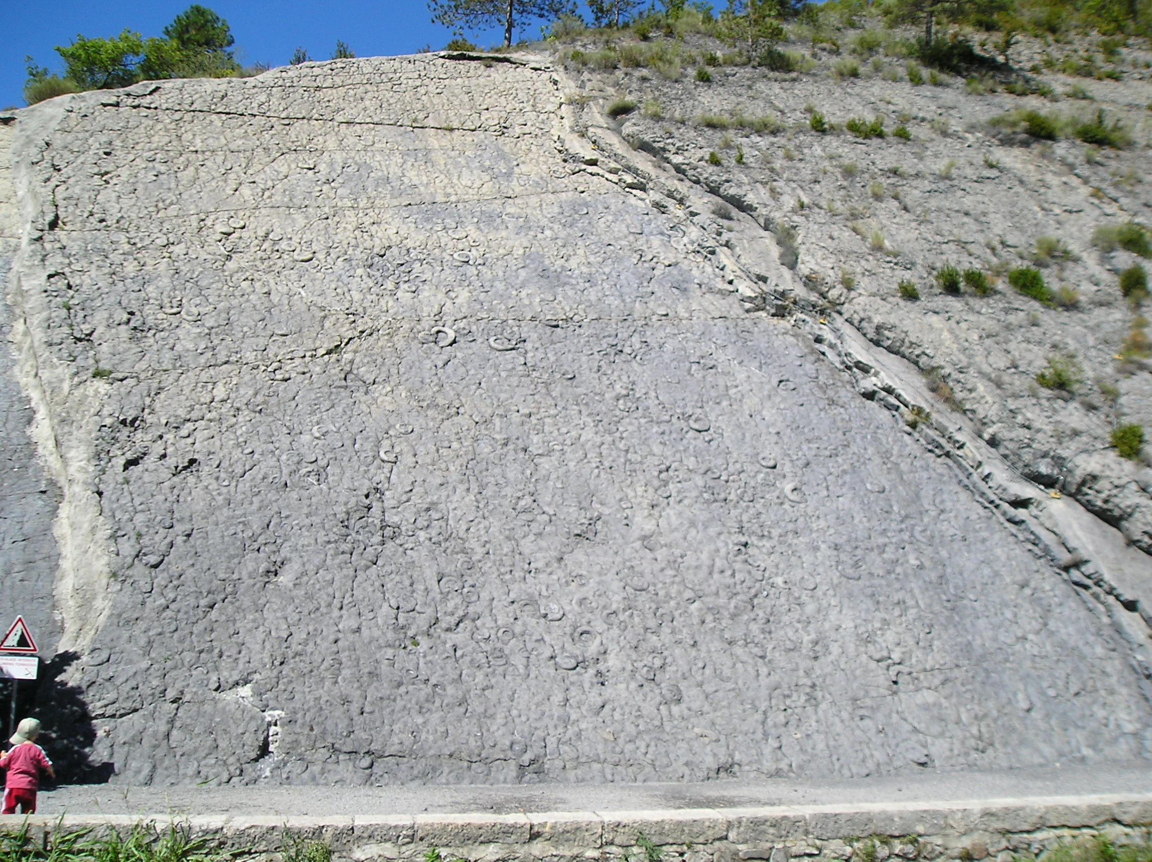 A massive, steeply tilted slab of gray limestone rock face covered in numerous fossilized ammonite imprints, with a small child standing at the bottom left for scale.