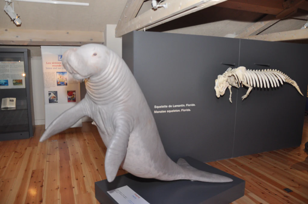 A life-sized model of a sirenian and a mounted skeleton display in a museum exhibit with light wood floors.
